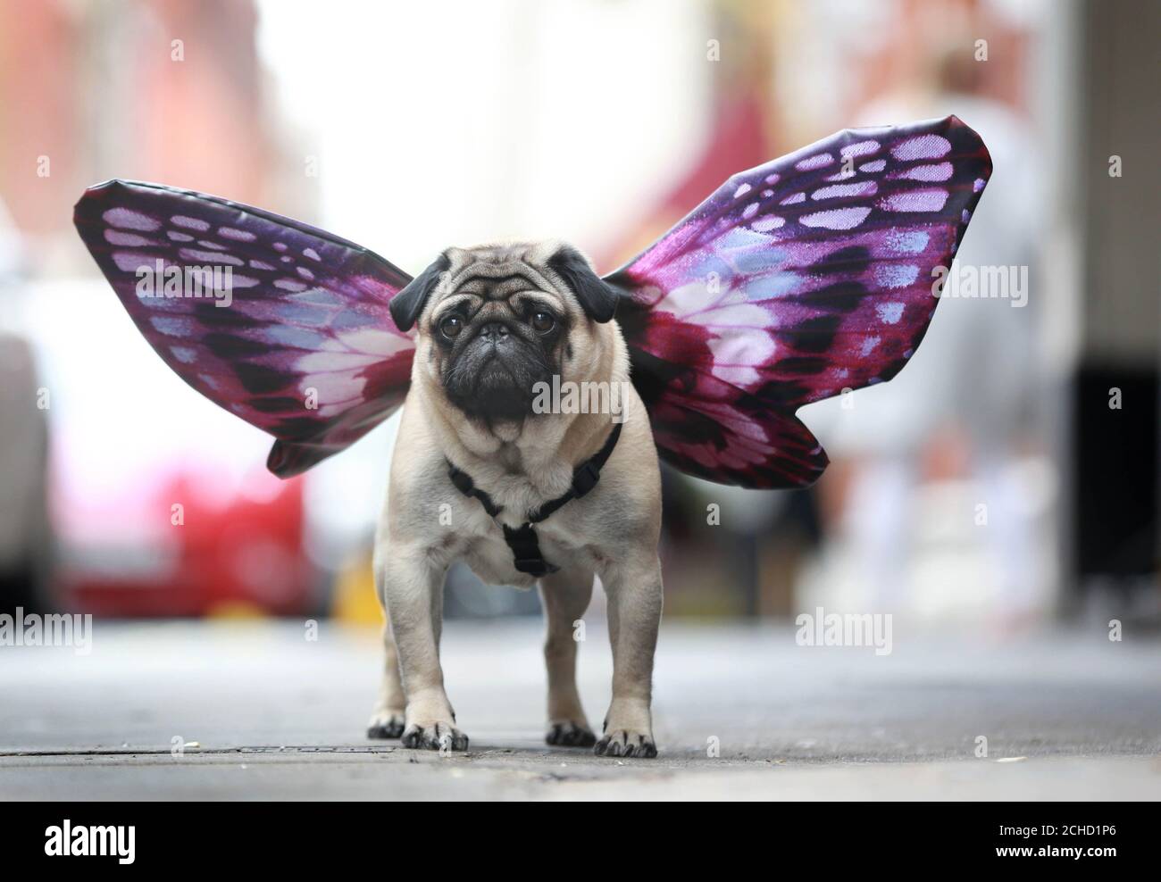 Walter The pug, aide trois personnes à annoncer le premier brunch « All You CAN Pug » au monde, qui se tiendra à Londres et à Liverpool le samedi 12 mai pour célébrer Puggerfly & ETH, la star de sa dernière campagne publicitaire et le premier animal de compagnie de réalité augmentée au monde. Banque D'Images