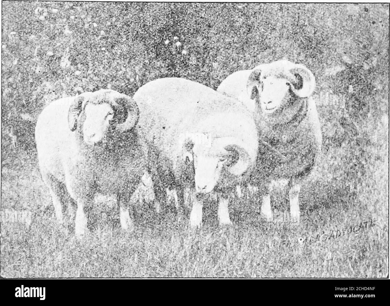 . L'agneau d'hiver . manger. Si possible avoir l'appartement d'Iambsrivate où ils sont nourris foin et grain ainsi situé thatles rayons directs du soleil de midi tombent dans lui. Ce doit être coupé de la vieille brebis par un fluage. Faire ceci de lattes placées par pendulairement huit à dix pouces l'un de l'autre. Letnothing déranger les lalambs ou leurs mères. Les agneaux ne devraient rien faire que manger et dormir, pas même jouer. Au début de la saison, 40 fivepounds vivent weiglit est assez grand. Mais le poids n'est pas le seul con- 6l sideration. Ils doivent être gras. Il y a un appel très limité pour les pardonner pour Noël Banque D'Images