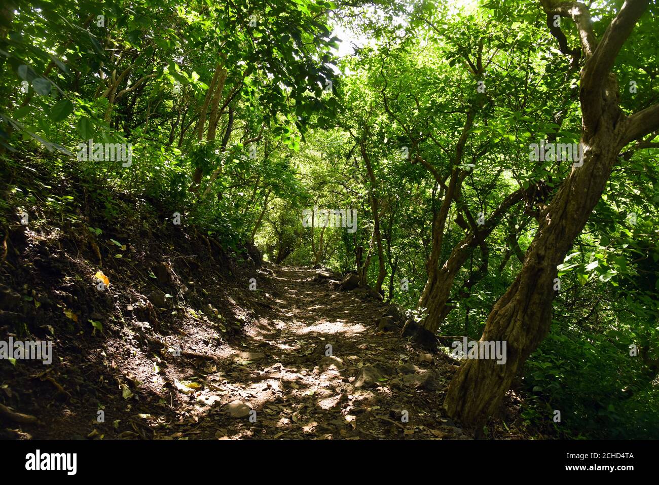 Route en pierre entourée de verdure dans la forêt de DIP . Banque D'Images