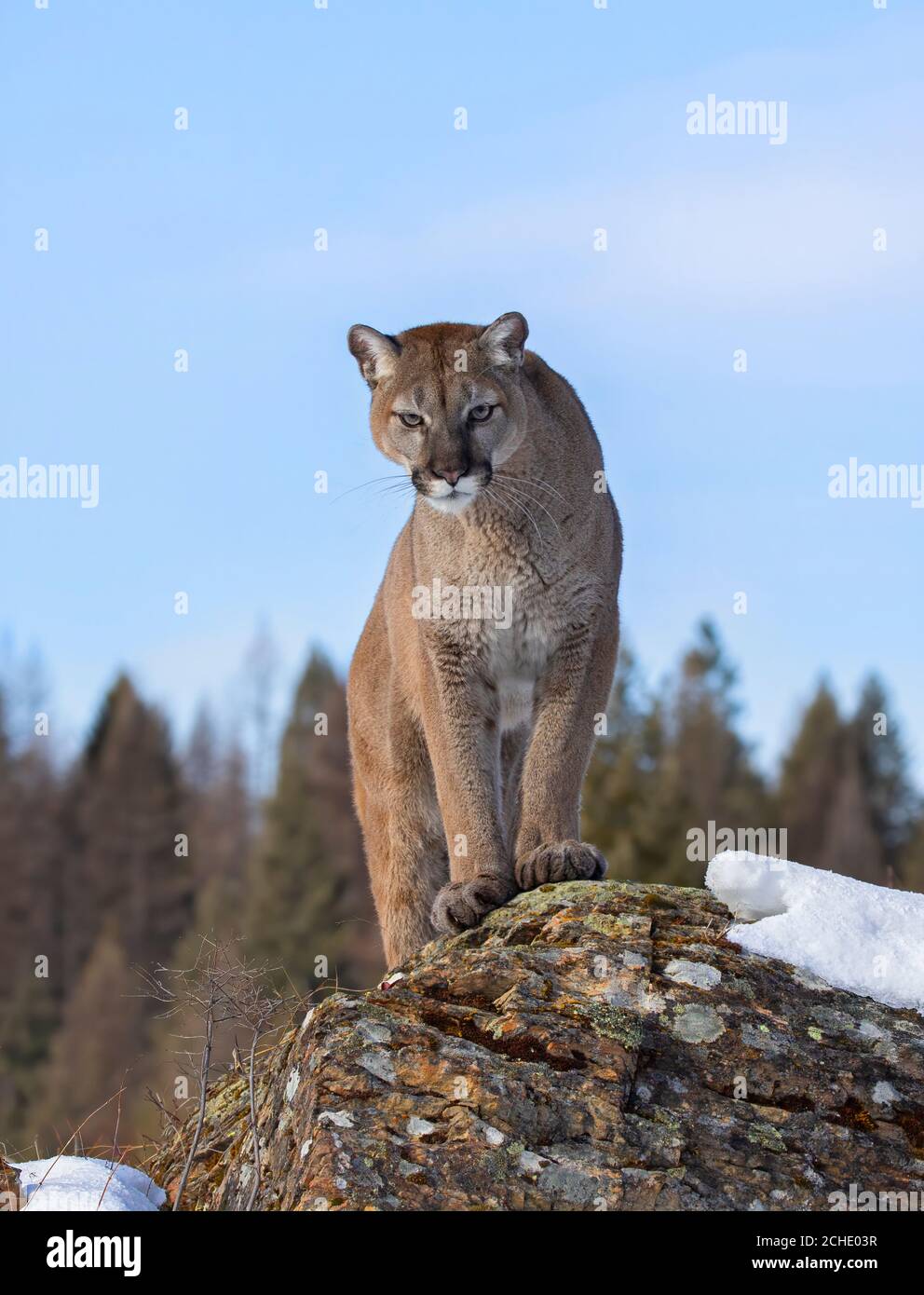 Cougar ou lion de montagne (couleur Puma) marchant dans la neige d'hiver au  Montana, aux États-Unis Photo Stock - Alamy