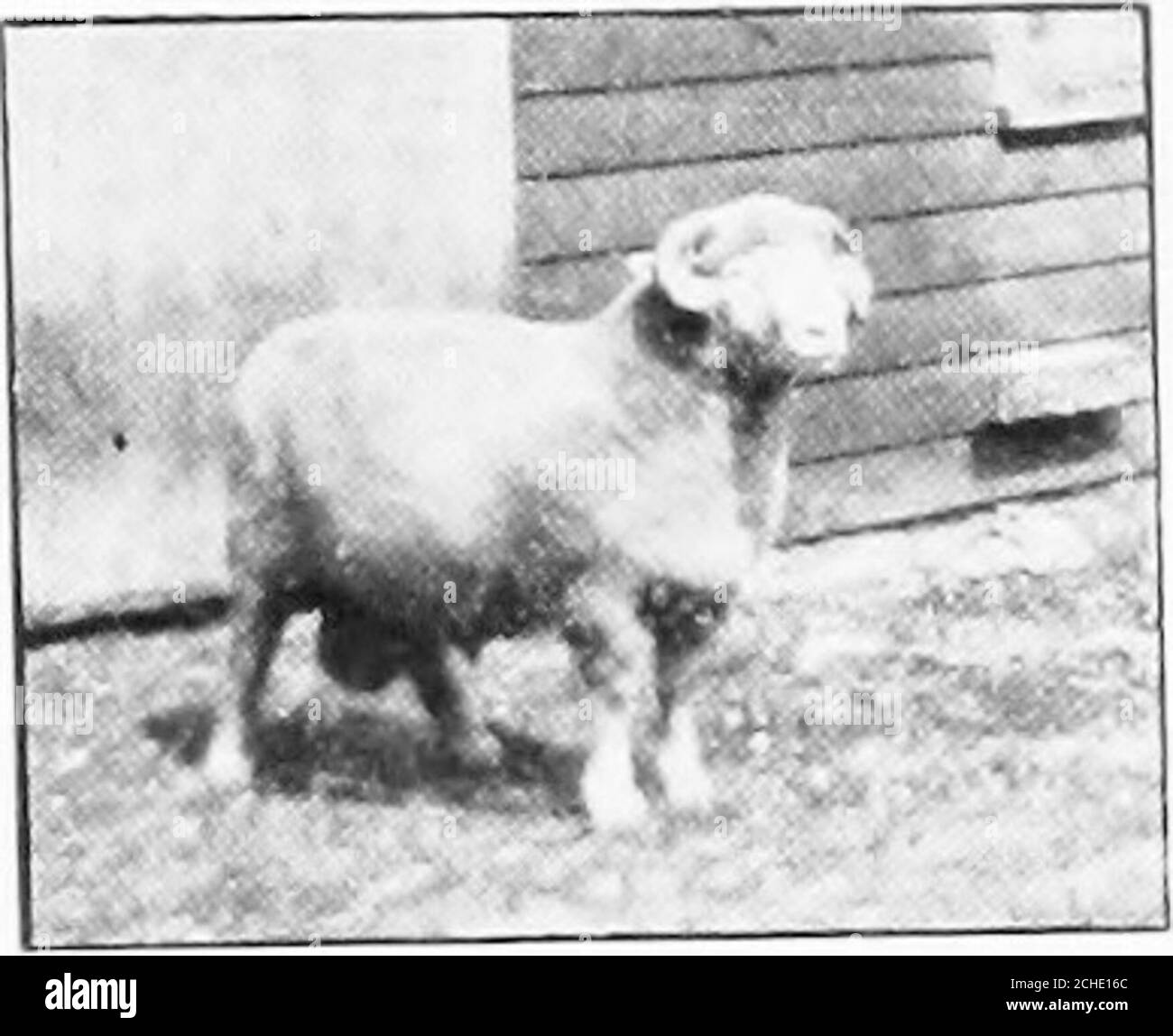 Troupeau de moutons 24 agneaux BLANC/1 fois Noir Environ 7,5 x 2,4 x 5,2 cm bois/Fourrure