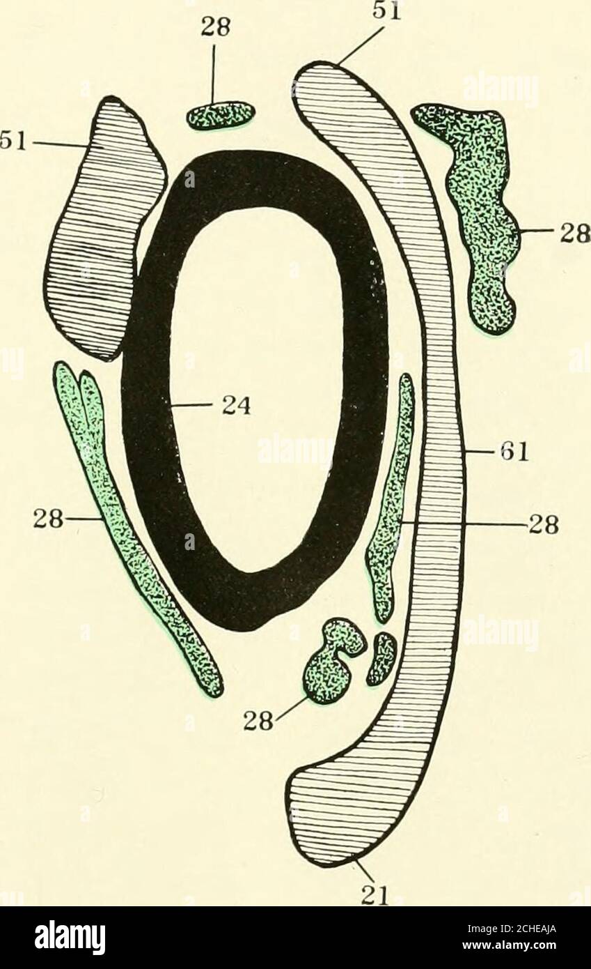 . La revue américaine de l'anatomie . 245 PLANCHE 13 EXPLICATION DE LA FIGURE 14 coupe transversale montrant l'anastomose entre les veines cardinales de collateraland azygos dans un 23 mm. Embryon de Tragulus. Collection no 228. 21, veine cardinalcollatérale; 24, aorte; 28, segment azygos du canal thoracique; 51, veine azygosveine; 61, anastonose entre la collatérale cardinal et les veines azygos. 246 VEINES ET LYMPHOTIES DANS TRAGULUS FREDERICK TILNEY PLATE 13. 14 247 SUR LE DÉVELOPPEMENT DU COEUR HUMAIN FRANKLIN P. MALLLFrom le .1 Laboratoire de natomisation de la Johns Hopkins t nivt rsity TRENTE-SEPT CHIFFRES dans ma récente étude1 Banque D'Images