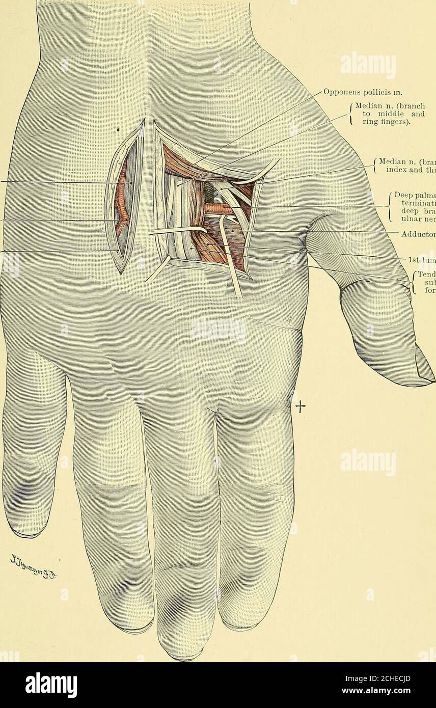 Nerf interosseux antérieur Banque de photographies et d’images à haute