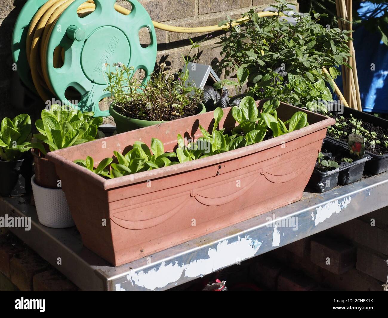 quelques lettres de kos croissant dans une cuvette avec un tuyau bobine en arrière-plan Banque D'Images