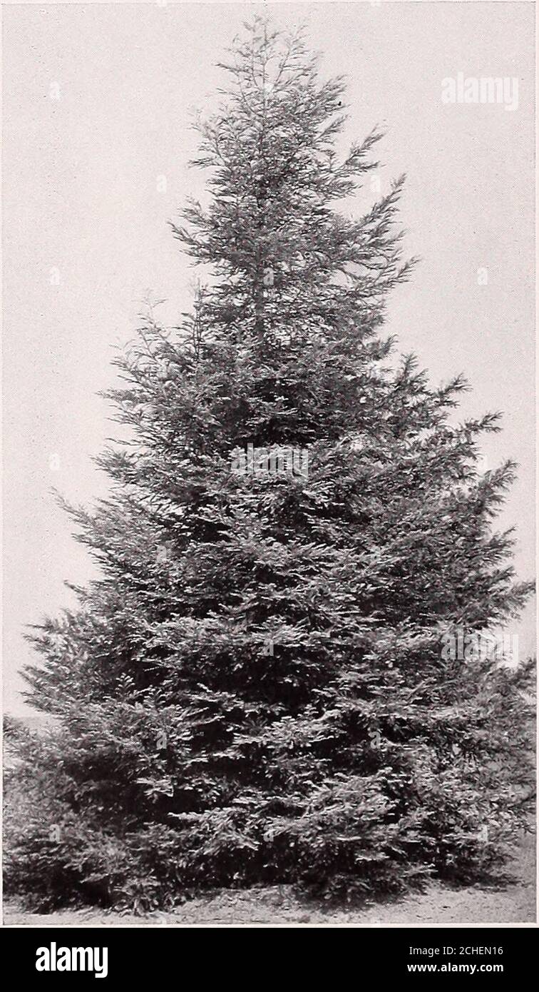 . Armstrong Nurseries . s torreyana. PIN de Soledad. Un pin de Californie nativeCalifornia, avec des branches étalant et croissant de temps; des branchlets verdâtre ou pur-plish; feuilles rigides, vert foncé, allant de la grenouille à douze pouces de long; un arbre plutôt petit;apprécié pour sa grande rareté. 2 à 3 pieds, 1,00 $ chacun, 7.50 $ par 10. SEQUOIA. Séquoia de Californie.Sequoia sempervirens. Séquoia. Les célèbres séquoias de Californie sont parmi les arbres les plus grands et les plus pittoresques connus. Ils formantent des spécimens et ne sont pas excellés pour la plantation de la Save-Nue et pour les effets de parc et de jardin.en boîte, 3 pieds, 1.50 $. En pot Banque D'Images