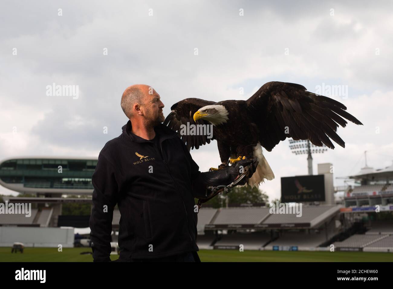 UTILISATION ÉDITORIALE SEULEMENT Wolf The Eagle, employé par Wolf Blass Wines comme sa nouvelle mascotte, étudie le terrain de cricket de Lord, se débarassant des pigeons et des seagulls avant la coupe du monde de cricket hommes ICC 2019. Banque D'Images