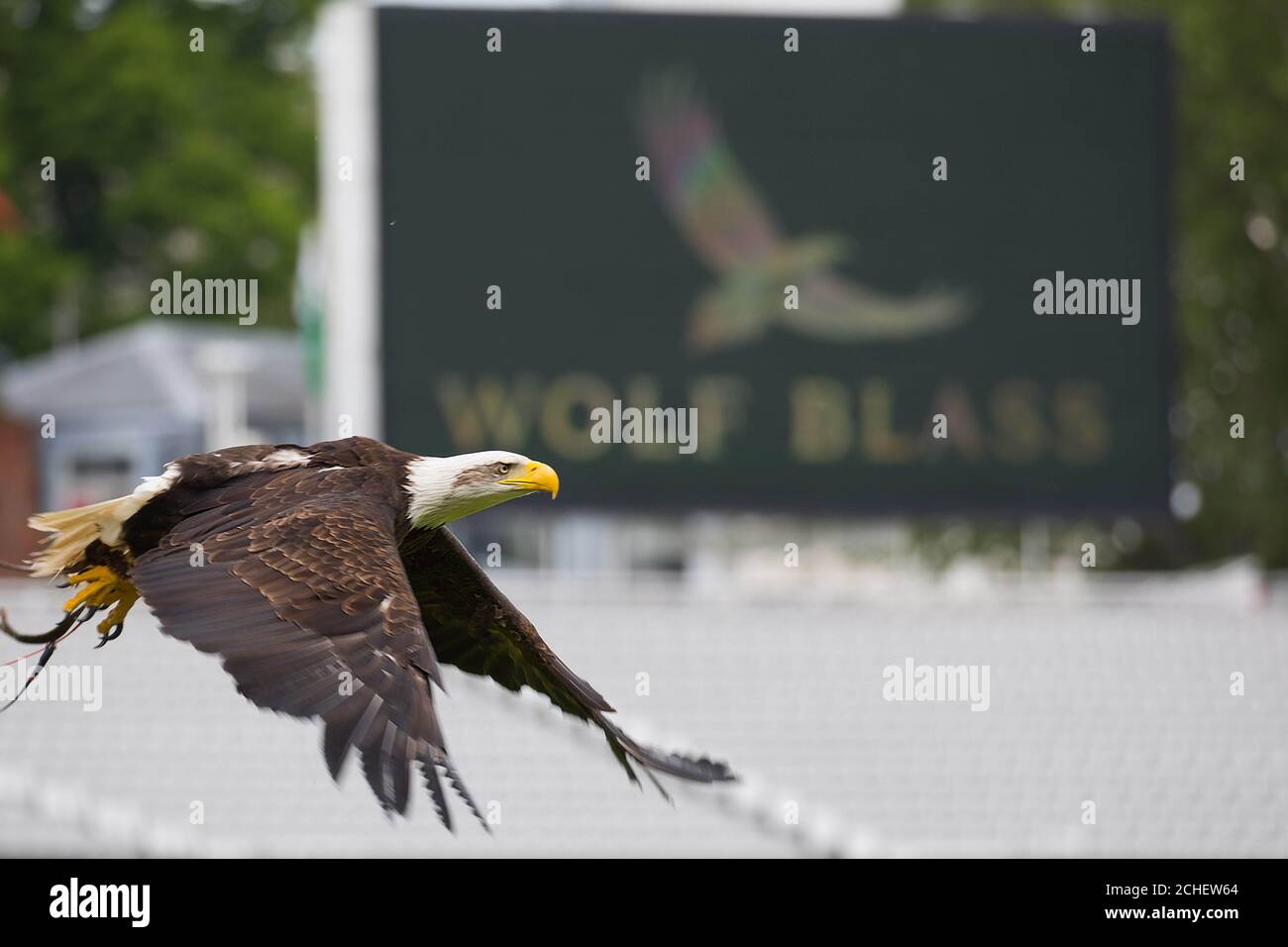 UTILISATION ÉDITORIALE SEULEMENT Wolf The Eagle, employé par Wolf Blass Wines comme sa nouvelle mascotte, étudie le terrain de cricket de Lord, se débarassant des pigeons et des seagulls avant la coupe du monde de cricket hommes ICC 2019. Banque D'Images