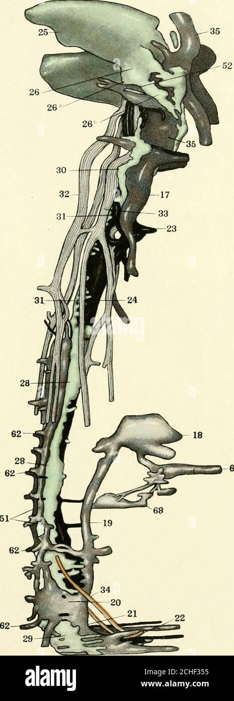 . La revue américaine de l'anatomie . 231 PLANCHE 6 EXPLICATION DE LA FIGURE 7 reconstruction d'un 20 mm. Embryon de Tragulus. Collection no 202. X 100.montrant les veines axiales et les lymphatiques. 6, veine ombilicale; 17, pré-cava; 18,portion hépatique de post-cava; 19, portion sous-hépatique de post-cava; 20, anastomose collatérale post-cardino-cardinal; 21, veine collatérale cardinal; 22, confluencedes veines iliaques; 23, arche de l'aorte; 24, aorte; 25, jugula-latersac lymphatique; 26, processus de la lymphe-latero-latersac lymphatique;   26a, processus descendant dorsal du sac lymphatique (approche du canal tho-racique); 26b, processus descendant ventral de Banque D'Images