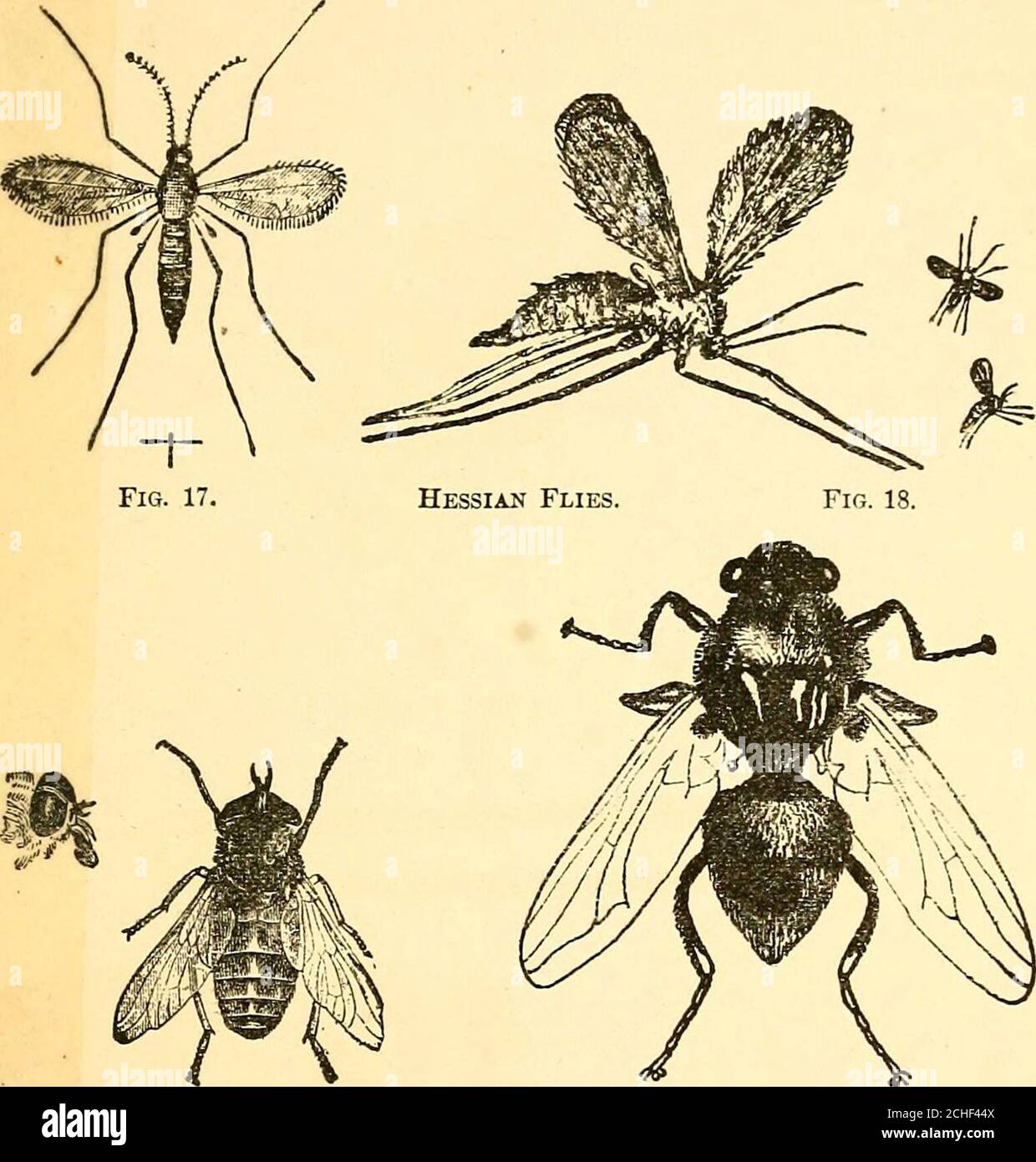. Insectes nuisibles et utilisation d'insecticides [microforme] : un nouveau manuel descriptif sur les insectes nuisibles, avec des méthodes de répression . Figure 16.—Fkit-voler. L.vkva, Pltpa et .Vnui.r. {Garman.) 4. DIPTERA, OU INSECTES À DEUX AVINGÉS. Cet ordre comprend un grand nombre d'espèces qui se distinguent de toutes les autres en ayant une paire d'ailes. Il comprend les mouches de la maison, les mouches-Gad, les mouches-Bot, les mouches-souffles, les mouches-Crane, les mouches-fruits, les Gnats, les Mosquitxjes, la midge de blé, la mouche de Hessian, et beaucoup d'insectes nuisibles aud ennuyeux. INSECTES, CLASSIFICATIONS ET INSECTICIDES. 29 dans cet ordre appartiennent les puces, qui Banque D'Images