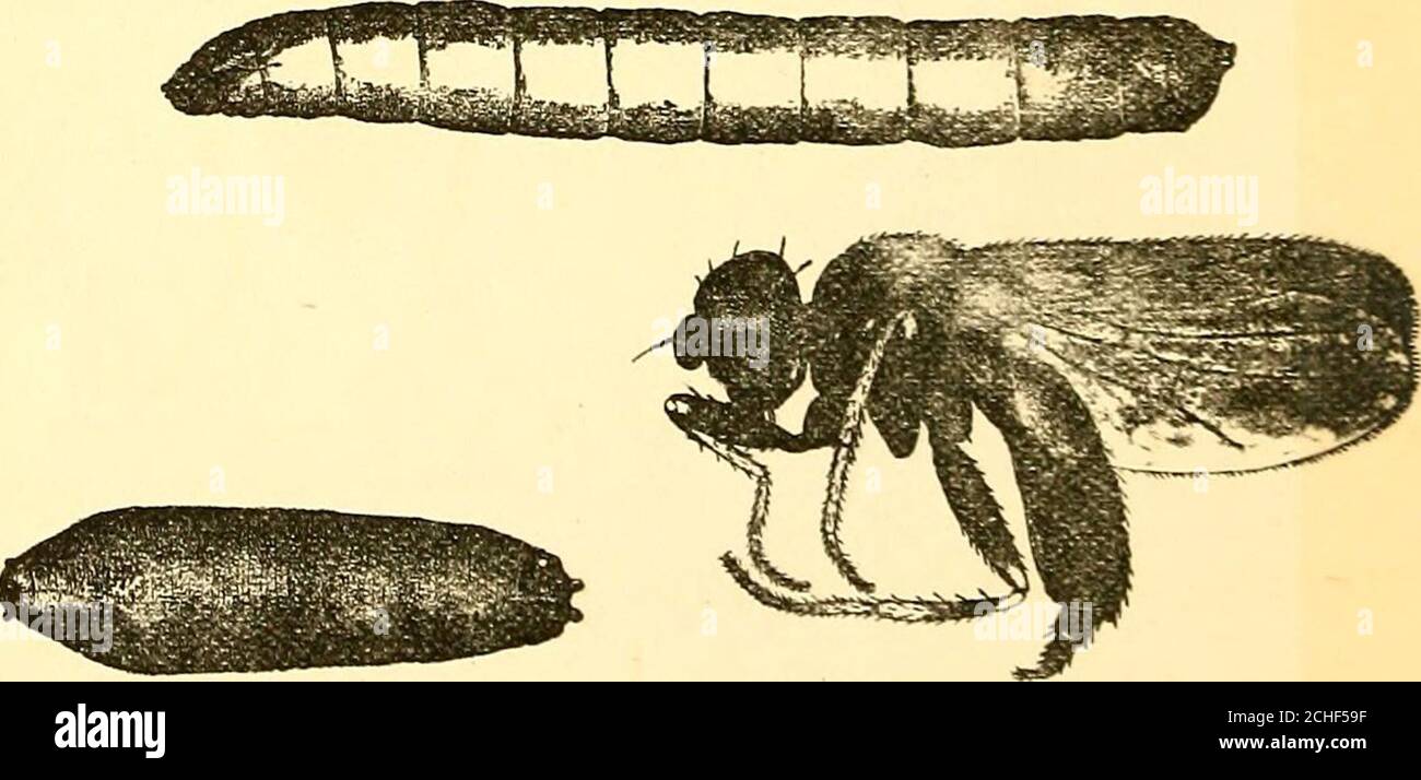 . Insectes nuisibles et utilisation d'insecticides [microforme] : un nouveau manuel descriptif sur les insectes nuisibles, avec des méthodes de répression . Figure 15.—CunRANT-PAPILLON. N.^T[TAILLE RAL.. Figure 16.—Fkit-voler. L.vkva, Pltpa et .Vnui.r. {Garman.) 4. DIPTERA, OU INSECTES À DEUX AVINGÉS. Cet ordre comprend un grand nombre d'espèces qui se distinguent de toutes les autres en ayant une paire d'ailes. Il comprend les mouches de la maison, les mouches-Gad, les mouches-Bot, les mouches-souffles, les mouches-Crane, les mouches-fruits, les Gnats, les Mosquitxjes, la midge de blé, la mouche de Hessian, et beaucoup d'insectes nuisibles aud ennuyeux. INSECTES, CLASSIFICATIONS ET INSECTICIID Banque D'Images