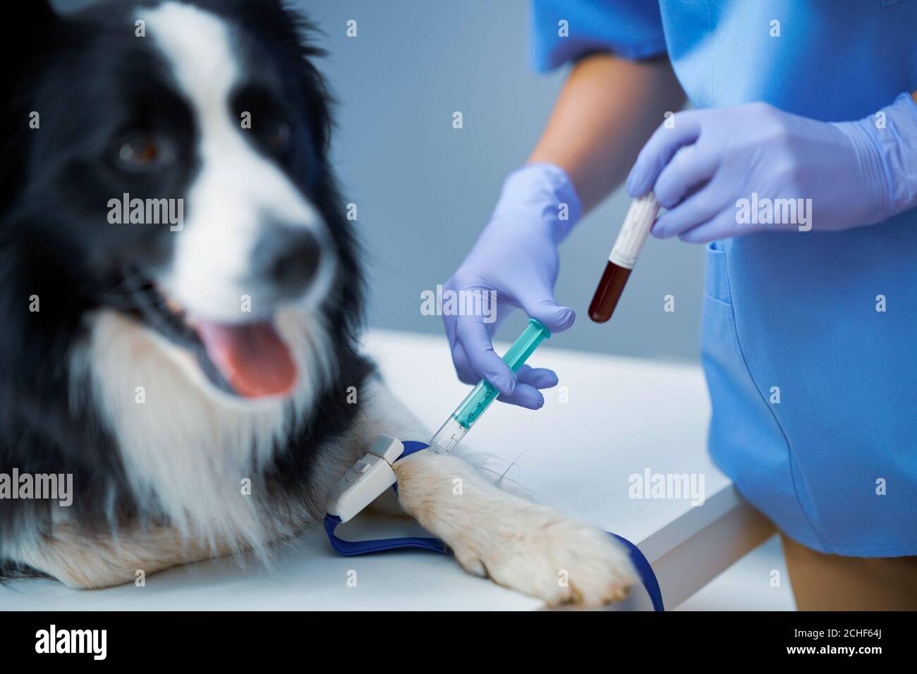 Vétérinaire femelle prenant un échantillon de sang et examinant un chien dans clinique Banque D'Images