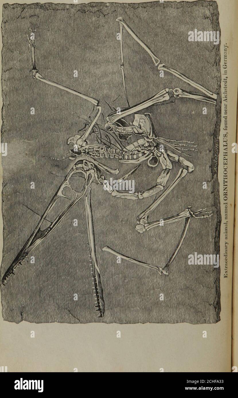 . Essai sur la théorie de la terre . ESSAI SUR LA THÉORIE DE LA TERRE, PAR M. CUVIER, , SECRÉTAIRE PERPÉTUEL DE L'INSTITUT FRANÇAIS, PROFESSEUR ANDADMINISTRATOR DU MUSÉE D'HISTOIRE NATURELLE, &.C. FEE. MINERALOGICJLL NOTE, ET UN COMPTE RENDU DES DÉCOUVERTES GÉOLOGIQUES DE CUVIERS, PAR LE PROFESSEUR JAMESON. À QUI SONT MAINTENANT AJOUTÉS, LES OBSERVATIONS SUR LA GÉOLOGIE DE L'AMÉRIQUE DU NORD; ILLUSTRÉES PAR LA DESCRIPTION DE DIVERS RESTES ORGANIQUES,TROUVÉS DANS CETTE PARTIE DU MONDE. PAR SAMUEL L. ItflTCHILL, Botao. Minérale. EtZoolog. Po. Renonciations. Eborac. Nov. PROF. &C & NEW-YORK: PUBLIÉ PAR KIRK & MERCEIN, SO. 22 MUR-S Banque D'Images