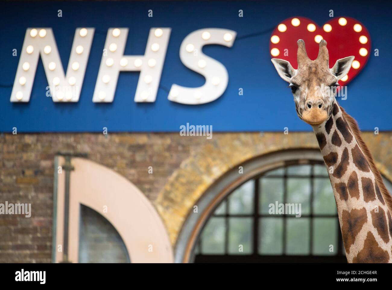 Maggie la girafe est accompagnée d'un panneau montrant le soutien au NHS au zoo de ZSL London, tandis que le Royaume-Uni continue à se maintenir en position pour aider à freiner la propagation du coronavirus. Banque D'Images