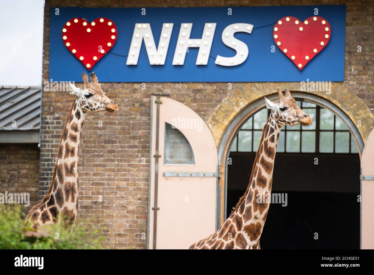Les girafes Maggie et Molly se tiennent sous un signe montrant le soutien au NHS au zoo de ZSL London, alors que le Royaume-Uni continue à se maintenir pour aider à freiner la propagation du coronavirus. Banque D'Images