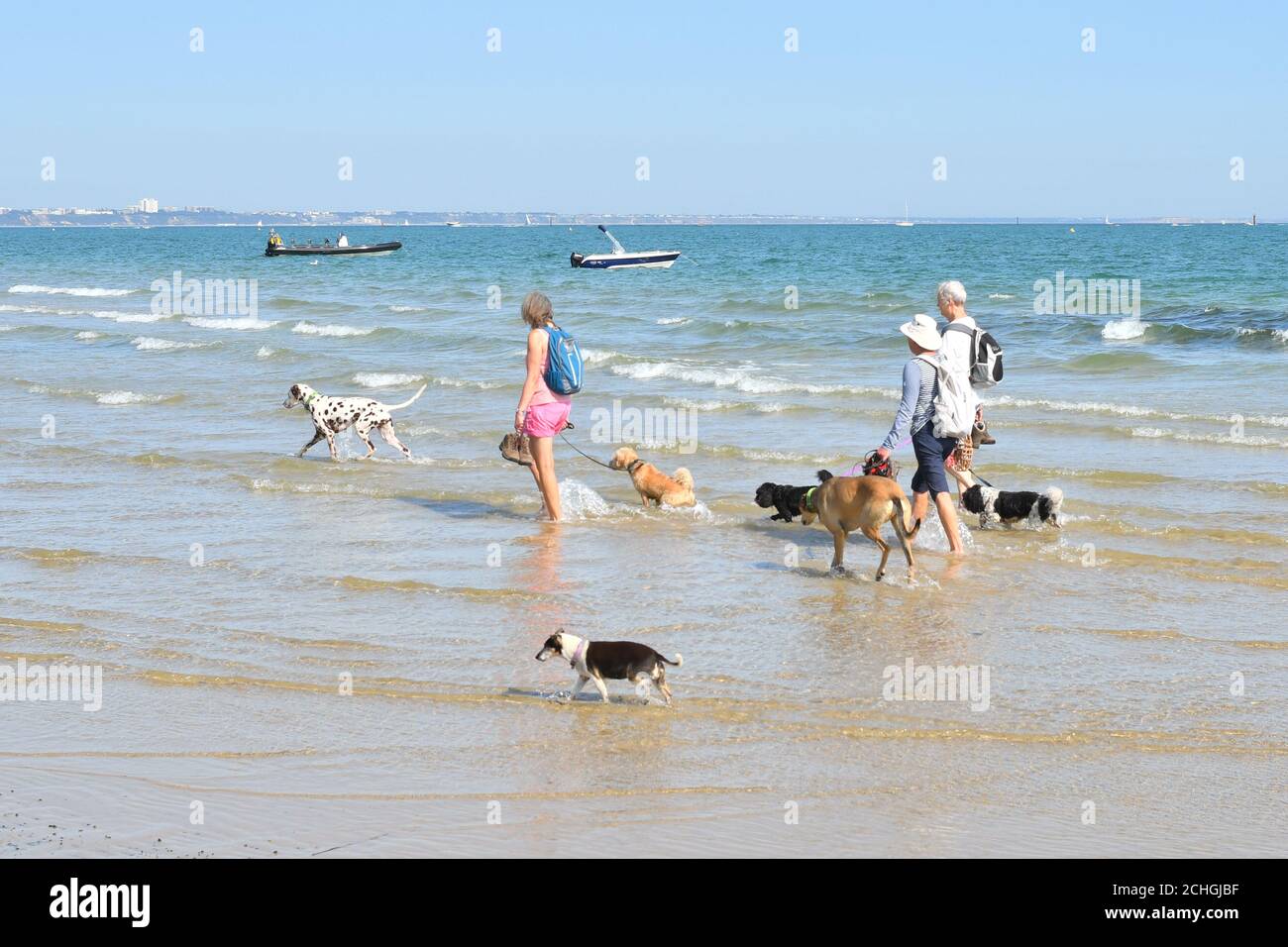 Personnes marchant avec des chiens dans la mer, Shell Bay, Studland Beach, Dorset, Royaume-Uni Banque D'Images