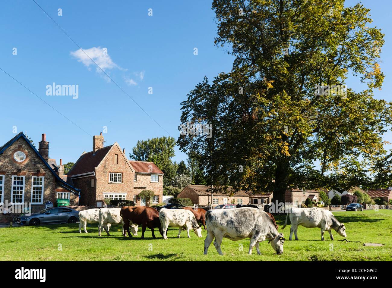 Vaches de bétail en liberté paissant sur des terres communes sur un village de campagne vert à l'extérieur d'une école. Nun Monkton, York, Yorkshire du Nord, Angleterre, Royaume-Uni, Grande-Bretagne Banque D'Images