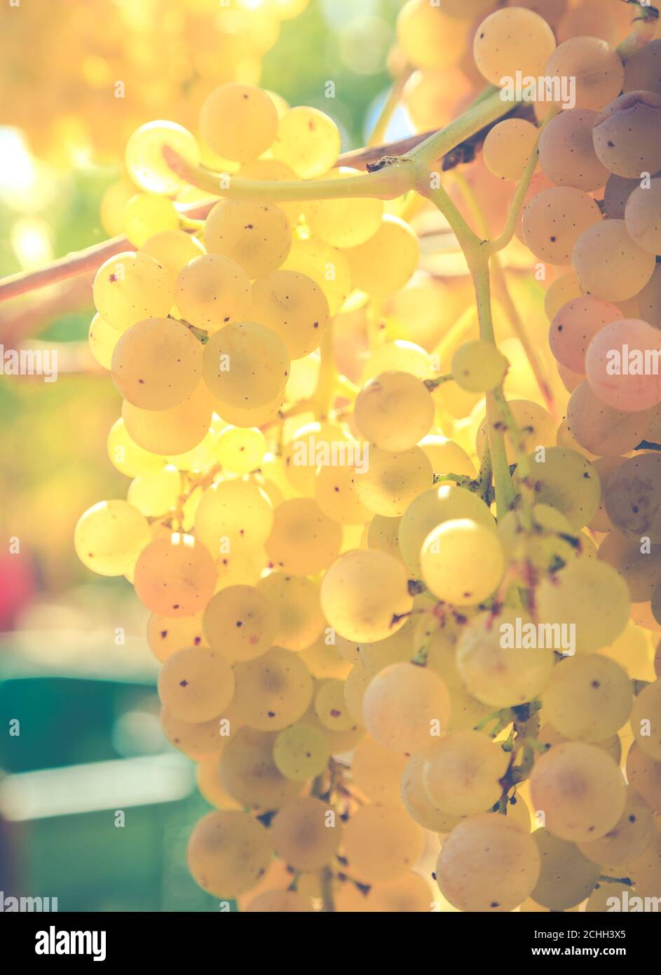 Gros plan de vignes blanches dans un vignoble de Toscane, Italie Banque D'Images
