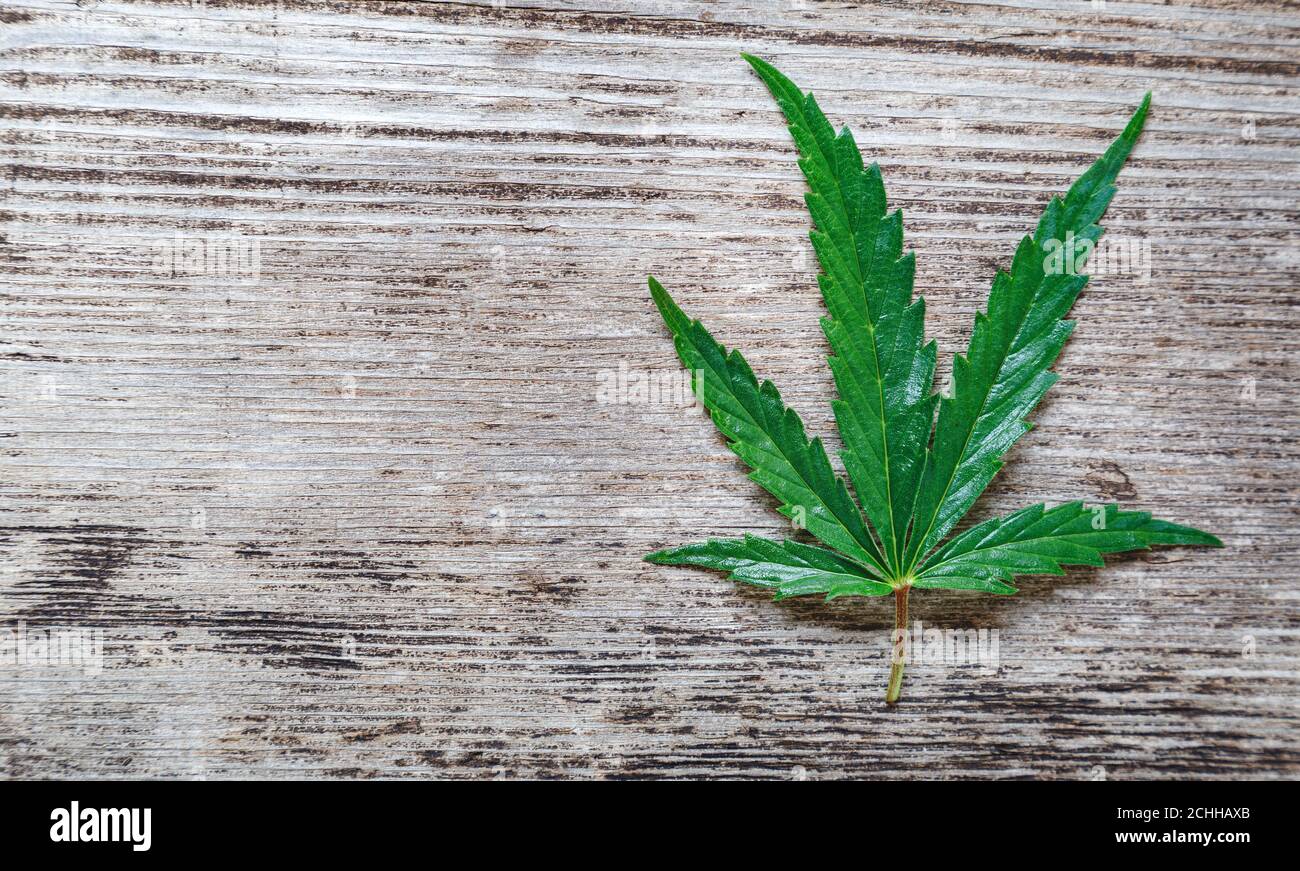 Cannabis Weed ganja feuille de chanvre verte sur fond de bois ancien avec espace de copie. Cannabis médical plante Cannabis Sativa. Les mauvaises herbes légalisent les drogues de tabac Banque D'Images