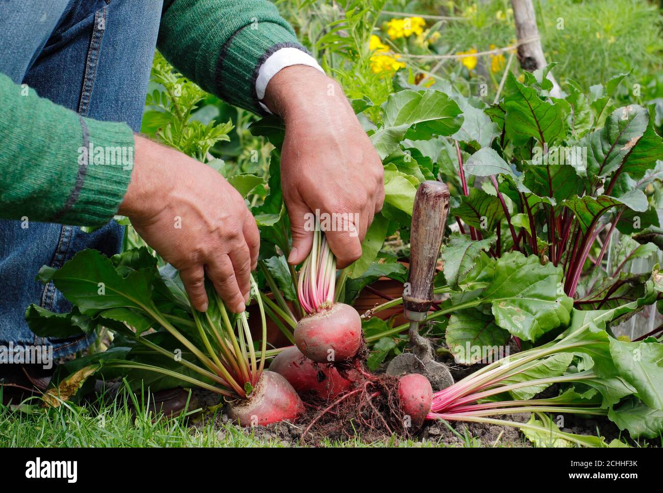 Bêta vulgaris 'Chioggia'. Récolte de betteraves dans un potager de jardin arrière. Banque D'Images