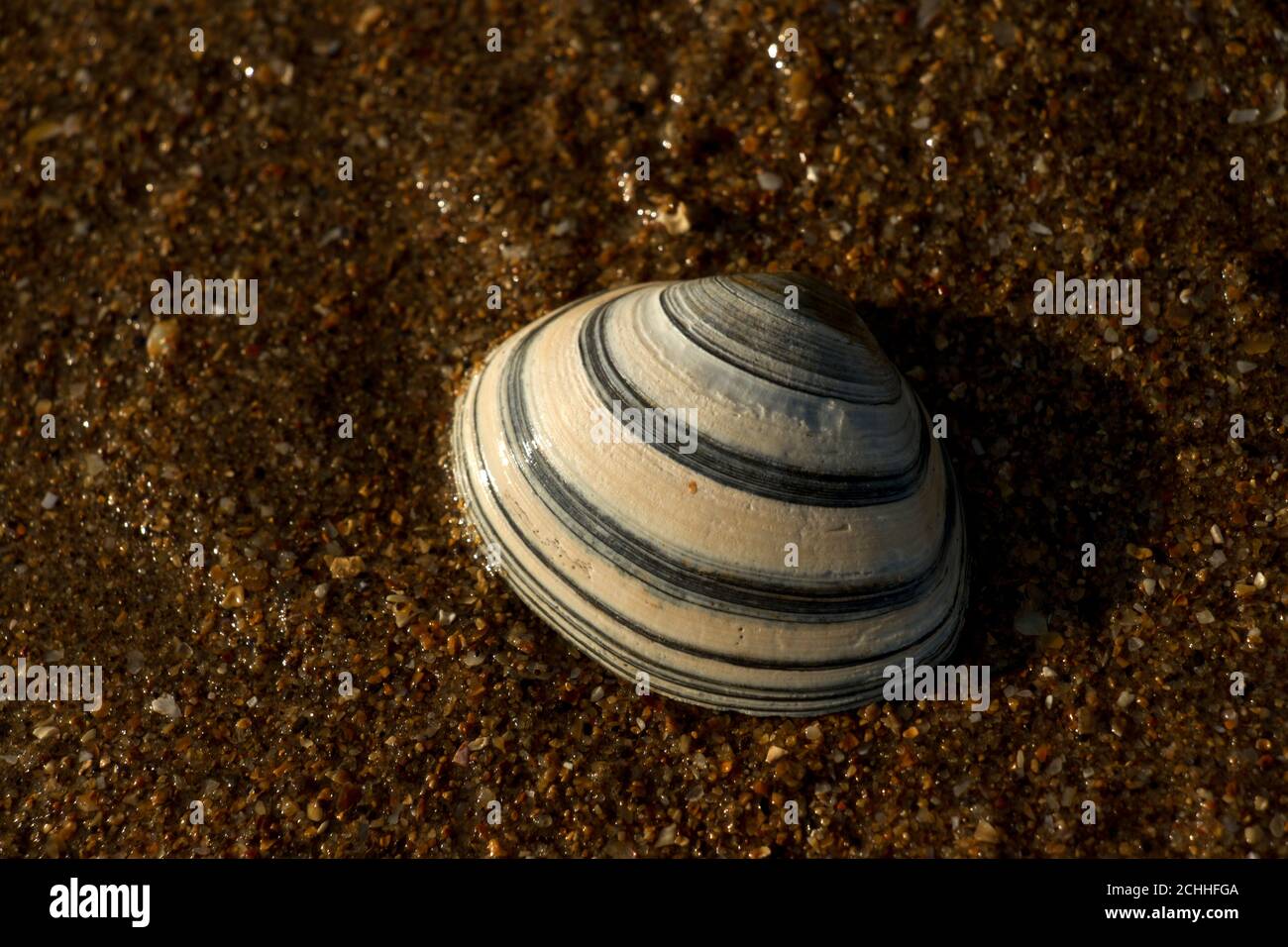 La coquille de sillon poivrée est une bivalve d'estuaires car elle tolère l'eau saumâtre et les terriers dans les zones boueuses en dessous de la ligne de marée basse. Banque D'Images