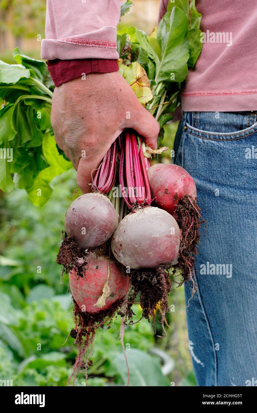 Bêta vulgaris. Jardinier tenant des betteraves organiques fraîchement récoltées cultivées dans un potager de fond (photo). ROYAUME-UNI Banque D'Images