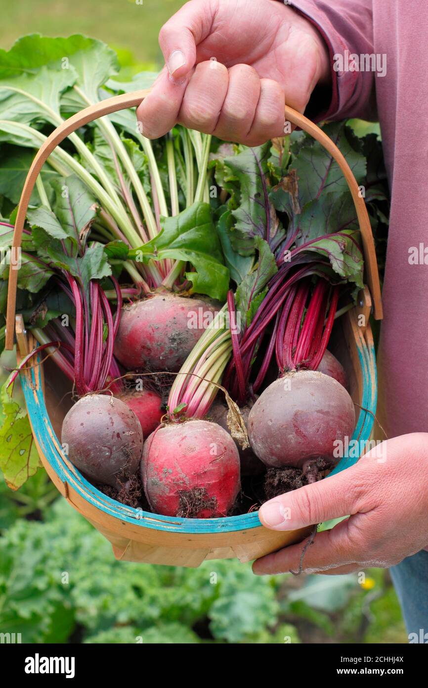 Bêta vulgaris. Coléoptère 'Chioggia' et 'Boltardy' fraîchement cueillis dans un troug cultivé dans un jardin arrière (photo) pendant la pandémie de Covid. ROYAUME-UNI Banque D'Images