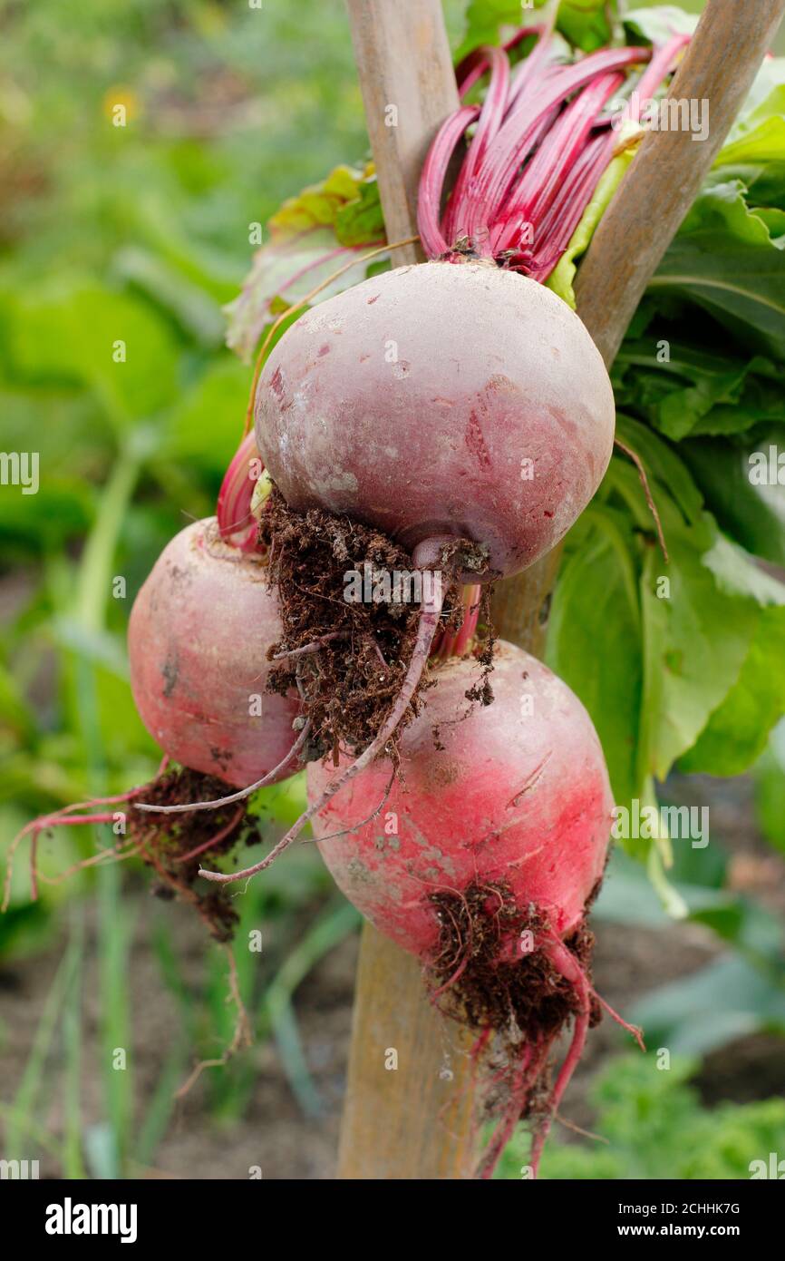 Bêta vulgaris 'Chioggia' et 'Boltardy'. Betteraves fraîchement récoltées sur une poignée en V dans un terrain de verrouillage de jardin à l'arrière. ROYAUME-UNI Banque D'Images