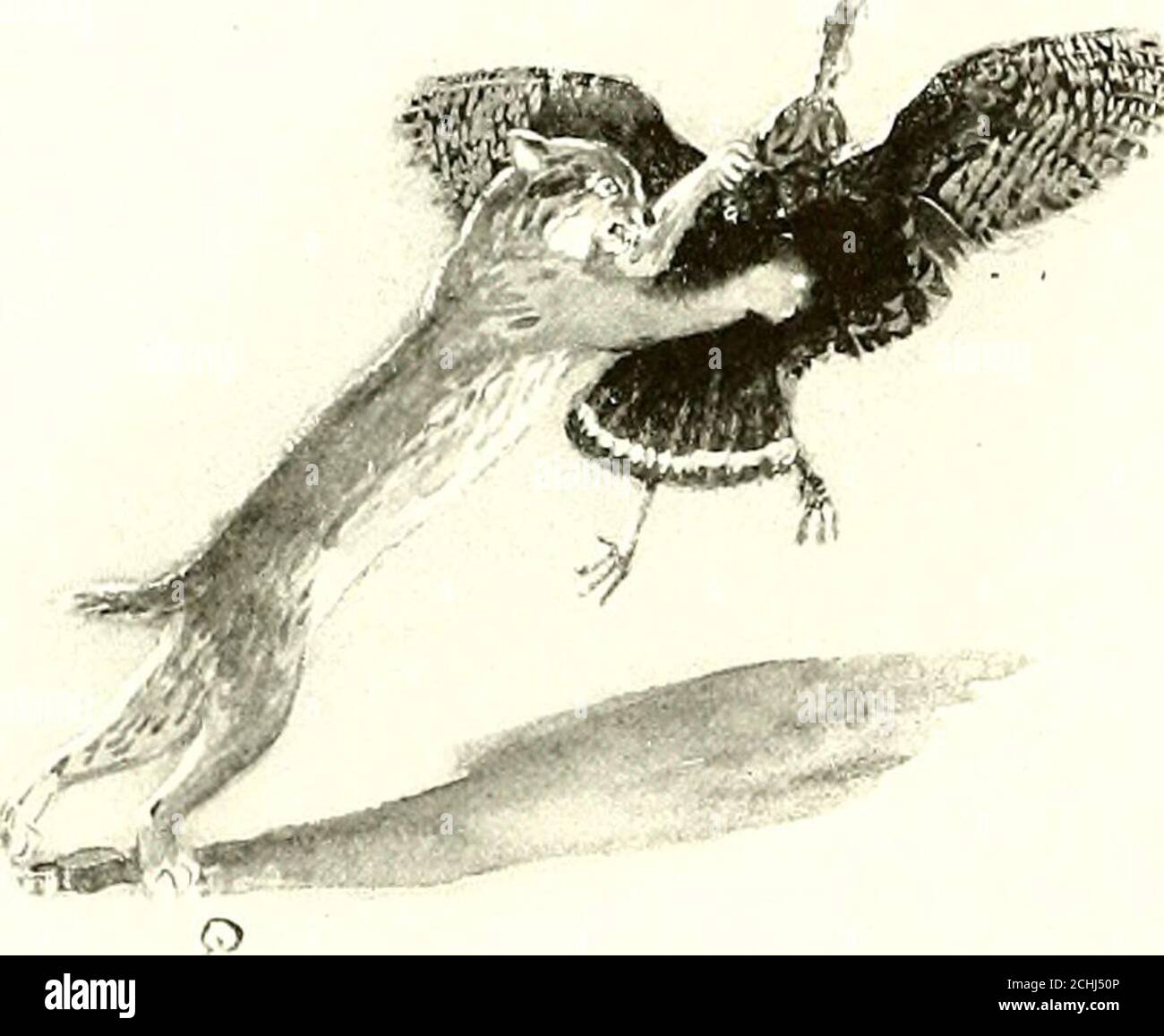 . La vie animale américaine . d il y a lew birdsot ]>ivv dans les forêts ces bêtes pauvres habitent, ou theyaurait très peu de chance de vivre, à l'égard des paresseux grimpent jusqu'à la fin d'un membre, de sorte qu'ils vont manger et sortir du lynx de la baie, qui, comme la plupart des autres animaux, compte le paresseux une grande délicatesse. Le lynx de la baie, appelé aussi chat sauvage, lynx roux, catamount, et lynx rouge, est un gros chat sauvage, à queue courte, qui ne chassent pas dans les forêts tout le temps, mais trouve également des clairières alimentaires, surcultivées avec des brambles, et de nouvelles croissances.lie voyage environ, se sentant sous les buissons pour rabbitsan Banque D'Images