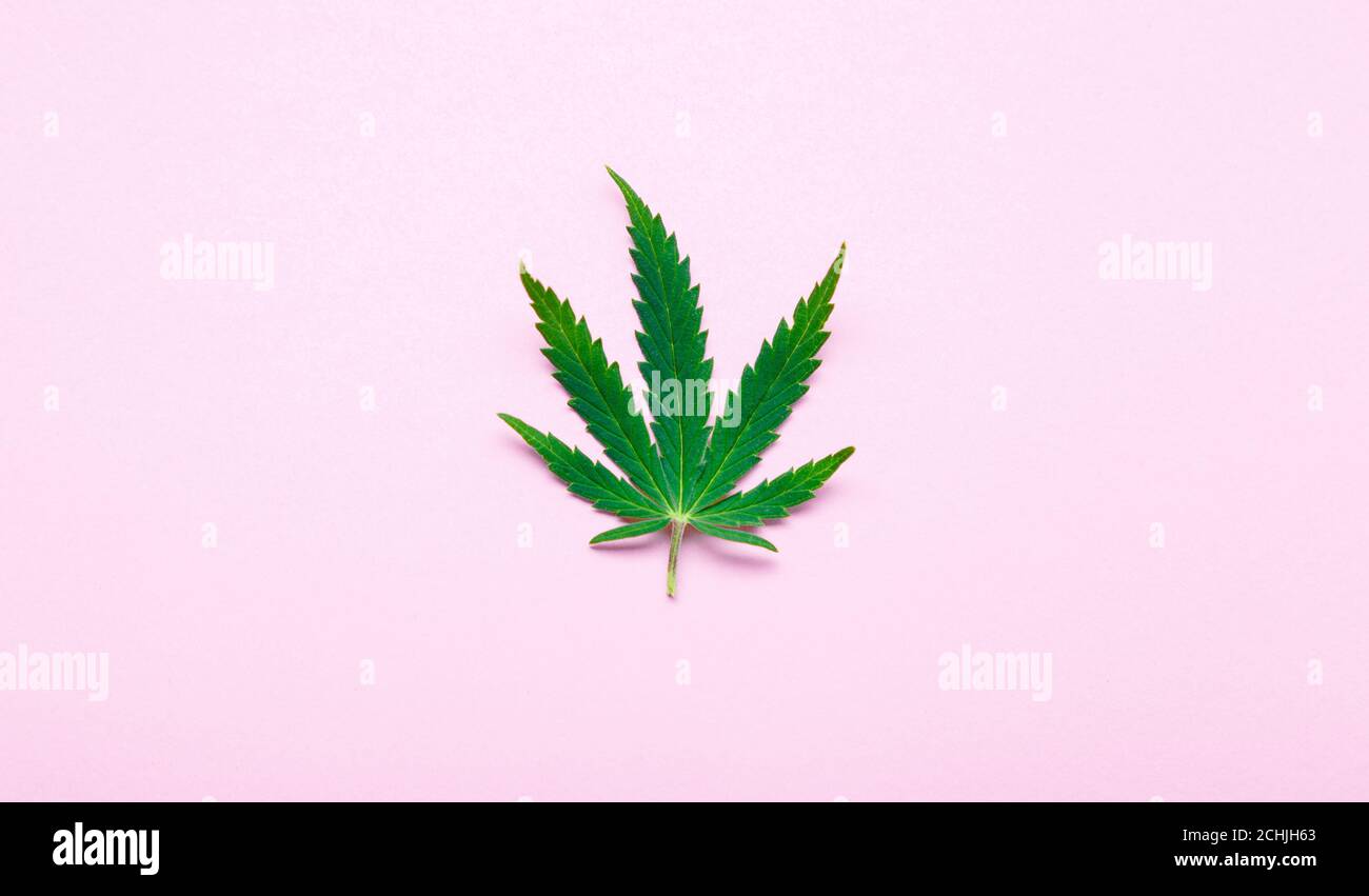 Feuille de cannabis Weed ganja feuilles de chanvre vert sur fond rose. Cannabis médical plante Cannabis Sativa. Les mauvaises herbes légalisent le concept de drogue de tabac. Banque D'Images