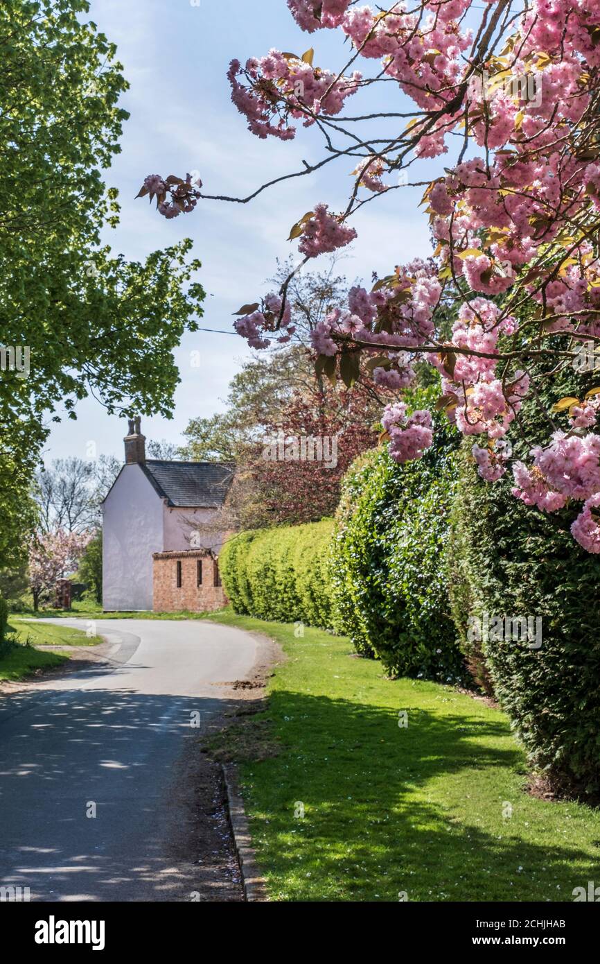 Printemps fleurit dans le village de Laughton, Leicestershire, Angleterre. Banque D'Images