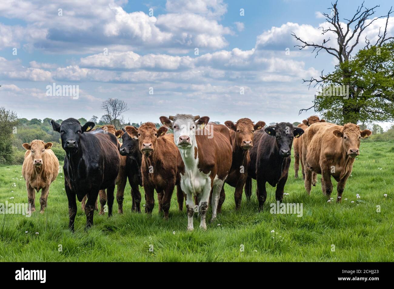 Une rangée de vaches curieuses dans un champ près de Newton Linford, Leicestershire, Angleterre. Banque D'Images