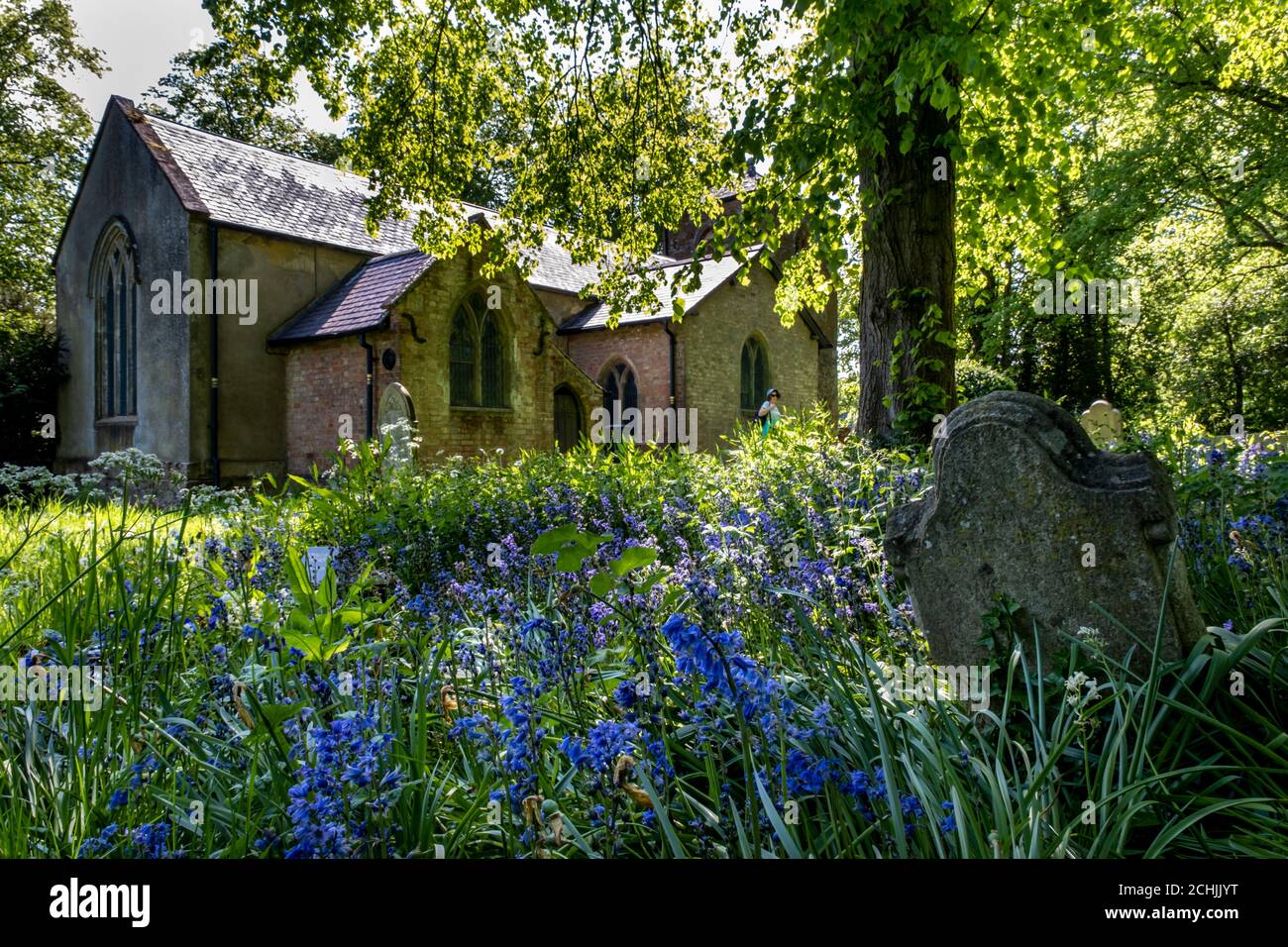 Des cloches poussent dans le cimetière de l'église St Luke, Newton Harcourt, Leicestershire, Angleterre Banque D'Images