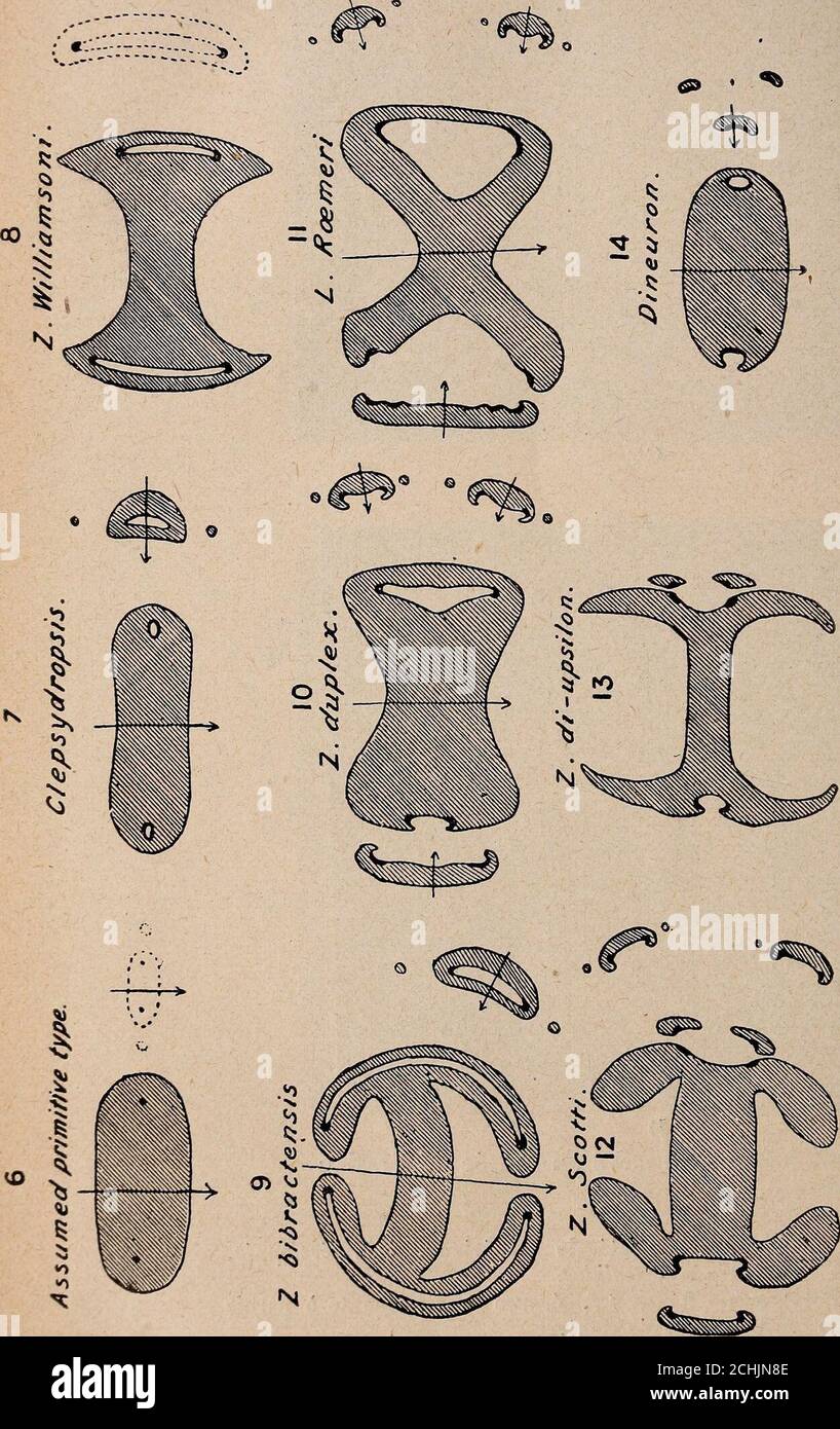 . Paléontologie végétale cryptogames cellulaires et cryptogames vasculaires . t levier dans le type de léchantillon, conservé au musée de Breslaucarbonifère de Falkenberg).suasse ligneuse (API). Brut IFE. — Ant. p, RP, branche latérale supérieure bien mise au point,i( — Ha, branche latérale supérieure dans la photographie A. — t.f, écorce à parois11N autres notations, voir le paragraphe le mieux fait dans la photographie A. — t.f, écorce ante à parois11N autres notations, voir le paragraphe le paragraphe le mieux fait ou les autres. ^ -ri S* - S s •£ CR1 o&gt; .b ■ *jâ s S ^ » BOTRYOPTIÉRIDES 3o3 entre ces divers mod Banque D'Images