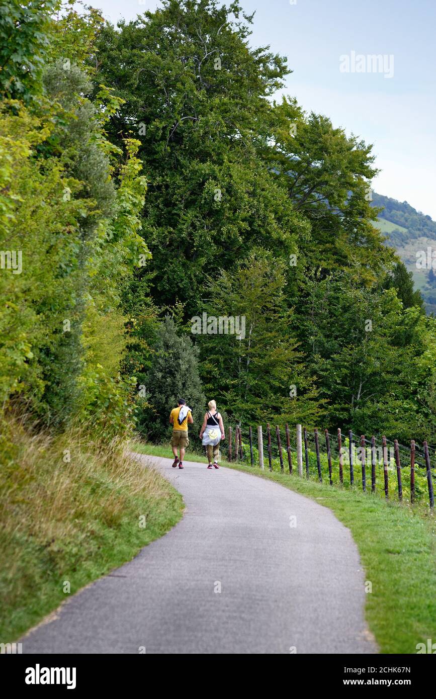 Le sentier North Downs Way dans les collines de Surrey près de Dorking Surrey Angleterre Royaume-Uni Banque D'Images