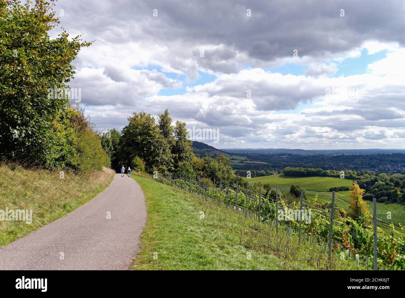 Le sentier North Downs Way dans les collines de Surrey près de Dorking Surrey Angleterre Royaume-Uni Banque D'Images