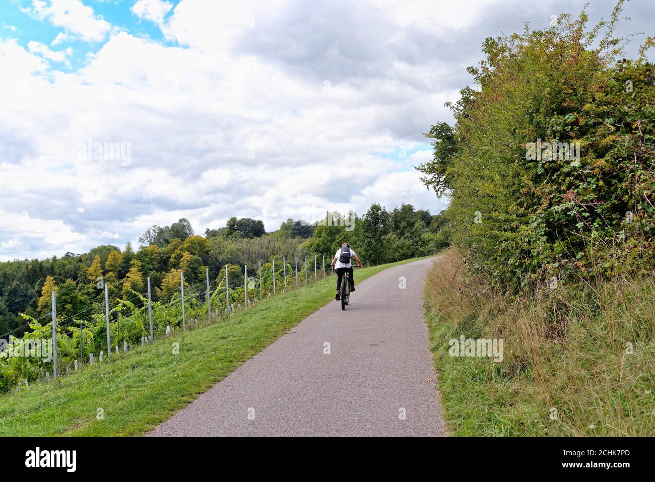 Le sentier North Downs Way dans les collines de Surrey près de Dorking Surrey Angleterre Royaume-Uni Banque D'Images