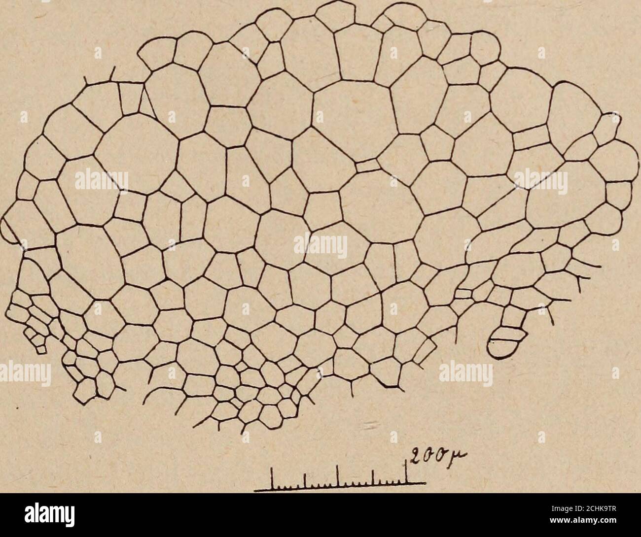 . Paléontologie végétale cryptogames cellulaires et cryptogames vasculaires . unprès dAutun, et apparaîtau gantl nombre de fois, etBotryopteris antiqua. Les treize . , , , r M1 , grandes cellules figurées avec un portrait des feuilles trèsdouble contour represent la clairsémae,trace dune plaque latérale, dif- Leg individus ainsi or .ierenciee en vue de la deniscence . r et rappelant celle que le linteau ganisises avaient par COnsé- chez les osmondés. Quent un port très spé- genre, et M. Scott prémeque le B. cylindrica devrait le carpelier. B Banque D'Images