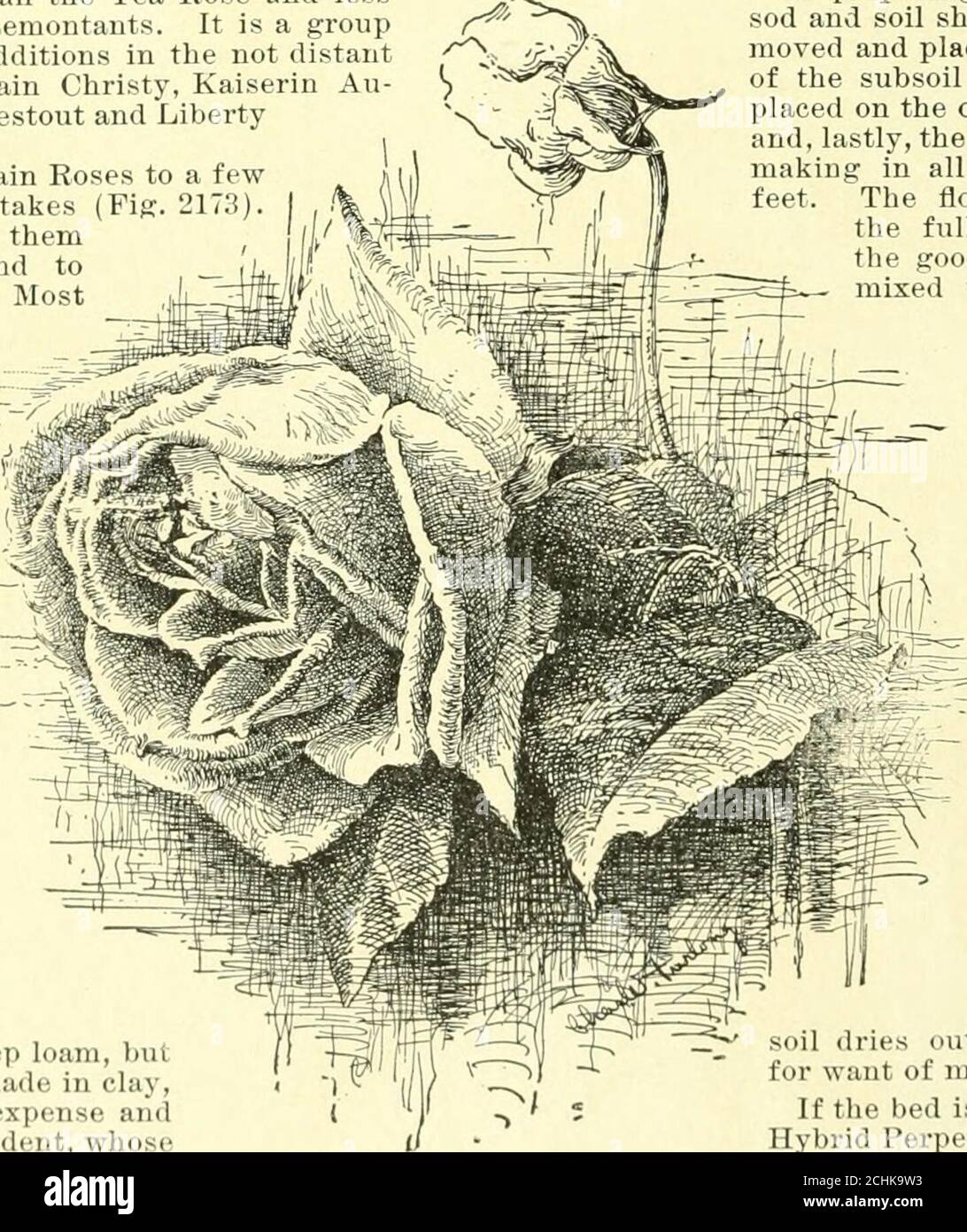 . Cyclopedia of American horticulture, comprenant des suggestions pour la culture de plantes horticoles, des descriptions des espèces de fruits, légumes, fleurs et plantes ornementales vendues aux États-Unis et au Canada, ainsi que des croquis géographiques et biographiques, et un synopsis du royaume végétal . peut être accom-plisé en creusant le lit à une profondeur de trois feetand remplissant dans un pied avec la pierre cassée, les briques, le cindersor tout ce qui permettra un libre passage de l'eau tlie à travers le sol. Si ce n'est pas suficient et que l'eau n'est pas transportée, il faut prévoir Banque D'Images