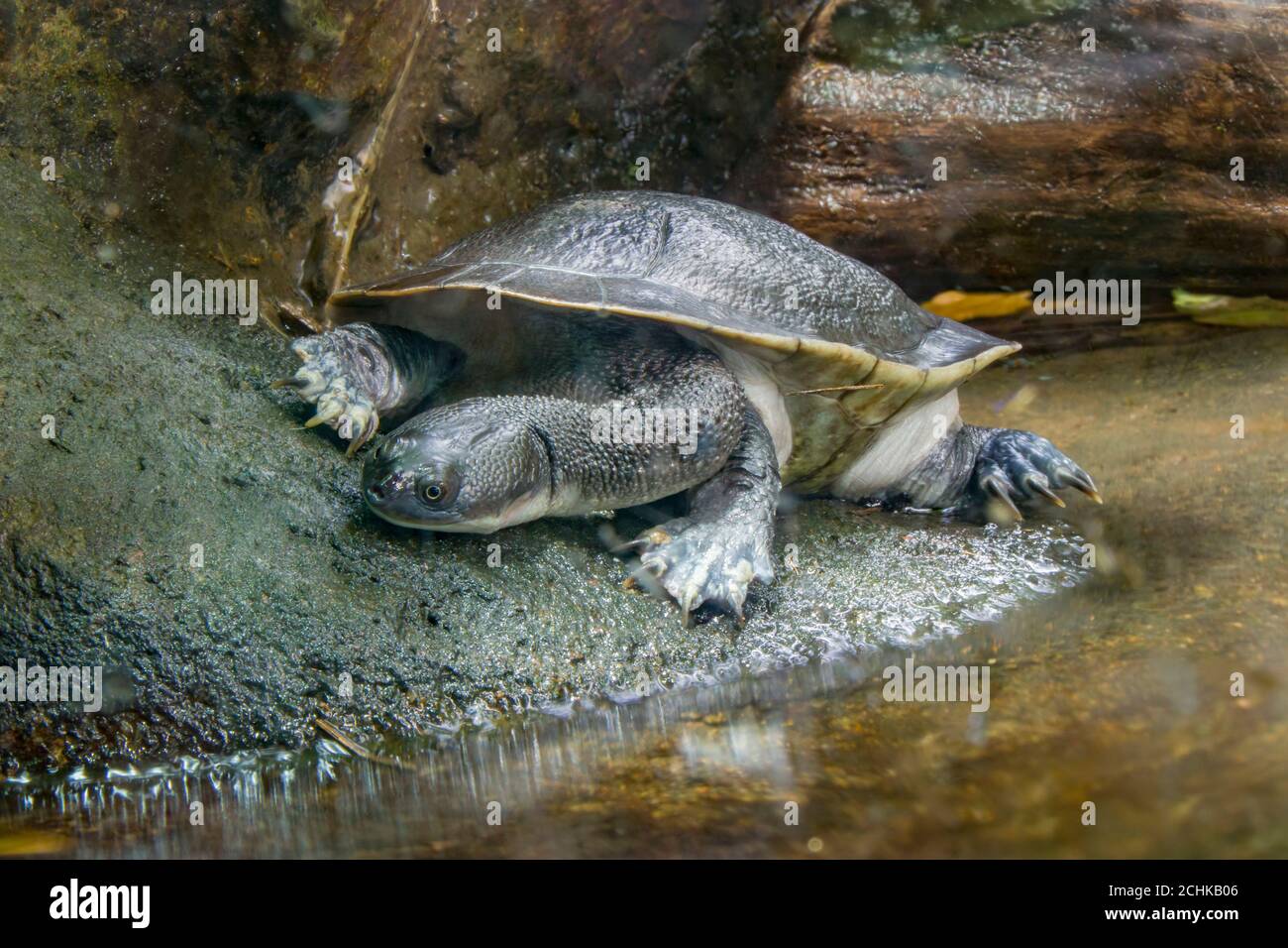 La tortue à col de serpent de l'île Roti (Chelodina mccordi ) est une espèce de tortue en danger critique d'extinction de l'île Rote en Indonésie. Banque D'Images