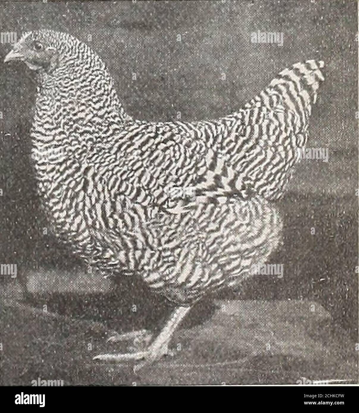 Monde De La Volaille Americaine Lth Cree Par Leur Travail Est Stu Pendous En Quantite En Soi Et En Meme Temps Leur Exemple A Trapu Ameliorer Les Autres Types D Animaux Domestiques Poultrymen