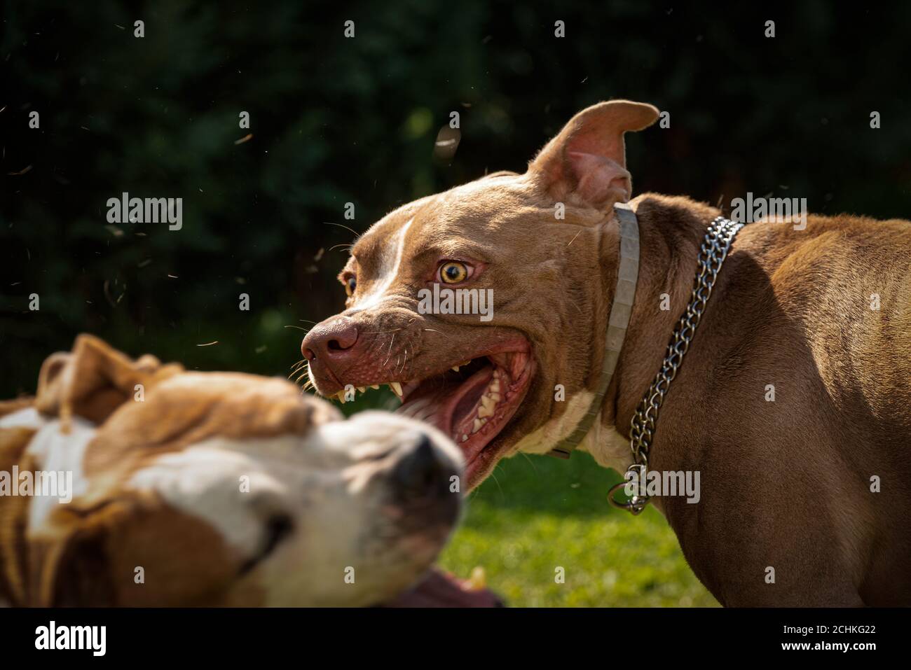 Deux chiens amstaff terrier lutte pour la nourriture. Comportement agressif de chiens jeunes et vieux. Banque D'Images