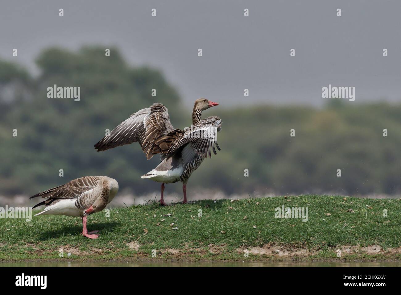 Ailes d'oie graylag (Anser anser) qui flottent. Banque D'Images