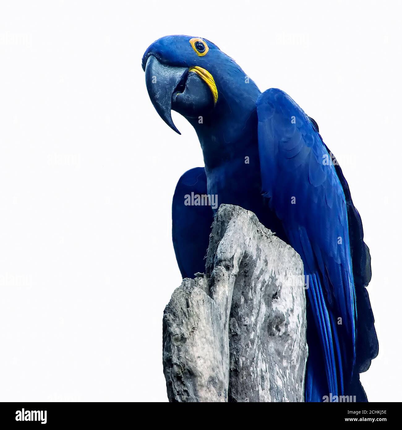 Bleu perroquet la macaw de Spix est assise près de l'arbre isolé sur blanc Banque D'Images