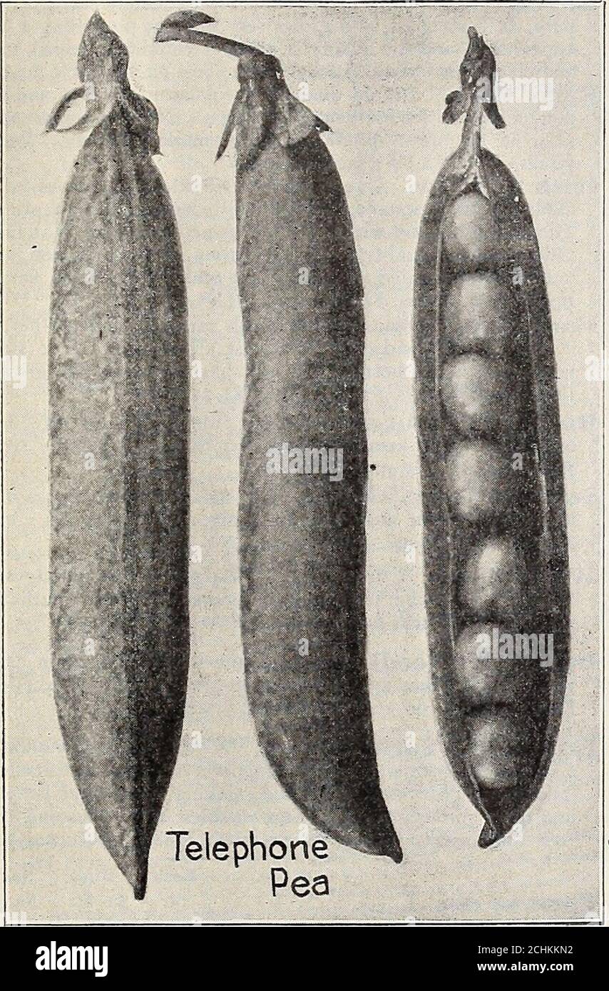 . Liste de prix de gros des jardiniers du marché de Dreer : graines végétales fiables, graines de fleurs, articles de jardin, outils, insecticides, etc . cethe pods en paires, couvrant littéralement la plante;hauteur, pieds iy2. QT., 35 cts.; 4 qts., 1.25 $; peck., 2.00 $; bu., 8.00 $. Advancer. Une variété de marché fine, prolifique, longues gousses. Hauteur, 2 pieds. QT., 25 cts.; 4 qts., 80 pts.; peck., 1.40 $; bu., 5.60 $. Panier de remplissage. Hardy, prolifique, gousses bien remplies, ttnder, et de saveur douce et délicieuse. Hauteur, 2 % pieds. QT., 25 cts.; 4 qts., 80 cts.; peck, 1.30 $ ;bu., #5.20. Héroïne. Un moyen précoce, vert, ridée, grand incurvé, Banque D'Images