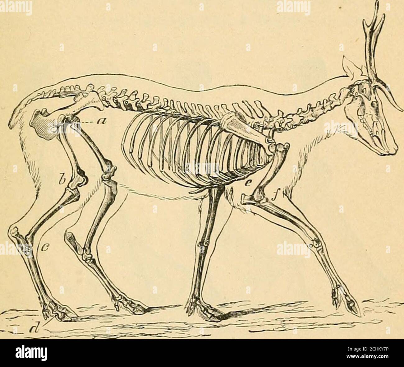 . Un ouvrage de physiologie comparative pour les étudiants et les praticiens de la médecine comparative (vétérinaire) . LOCOMOTION. 611 tissus, pour une alimentation abondante, la croissance, et la réparation après le jury- nous trouvons dans le corps des mammifères, y compris l'homme, des exemples des trois types de leviers. Il arrive parfois qu'il s'agisse d'un sacrifice apparent de l'énergie, le meilleur effet de levier non illustré ; mais un examen plus approfondi montre que l'huit doit être déplacé avec une précision agréable ou sur de grandes distances, et que ces objets ne peuvent pas être réalisés de manière différente par les arrangements qui seraient tout simplement Banque D'Images