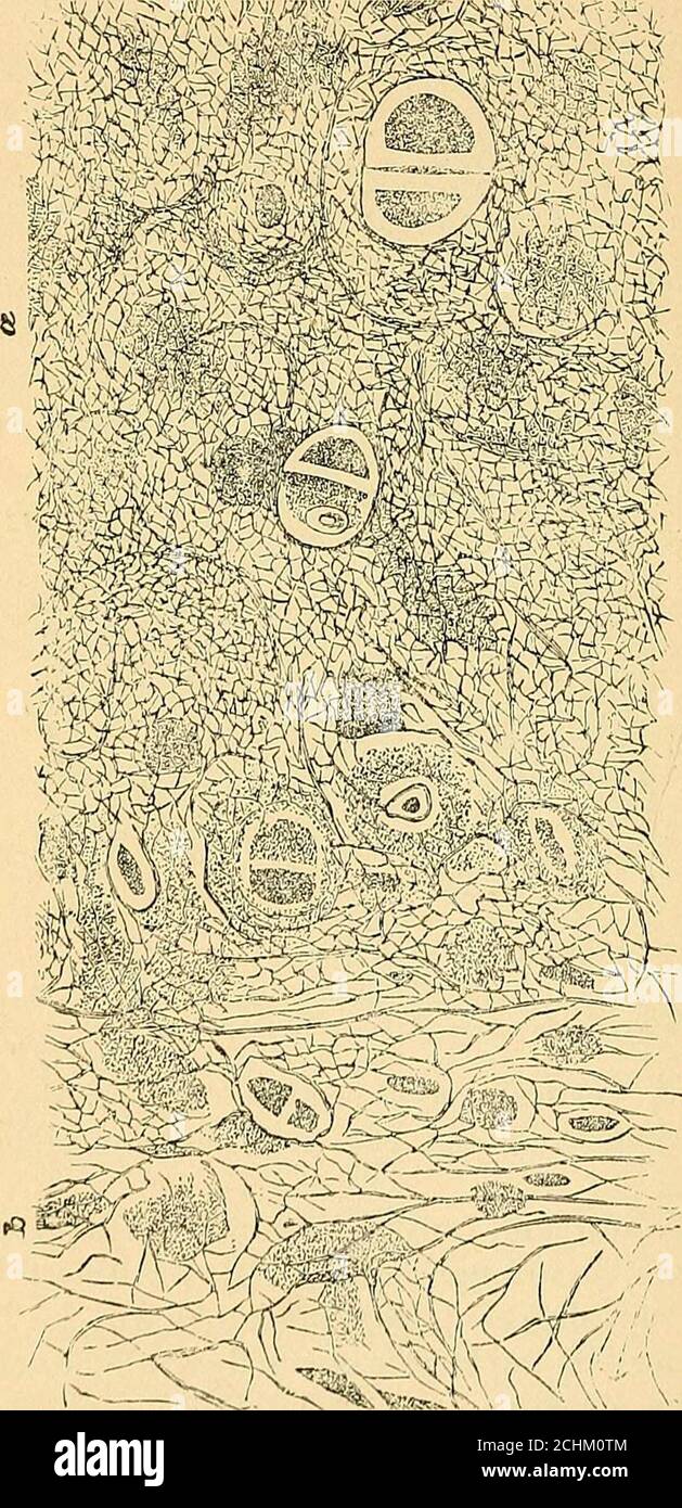 . Un texte-livre de physiologie comparative pour les étudiants et les praticiens de la médecine comparative (vétérinaire) . vertical cross - section présente la lamelle? Dont il est composé et les canaux vasculaires coupés(Fig. 445). Tout ceci est, cependant, seulement le cadre de tissu osseux.si un os d'un animal fraîchement tué, sans saignement, beexaminé, un état très différent des choses sera trouvé. Le médullaire est plus lourd; sa surface est recouverte d'une structure fibreuse très adhérente, dure, le périoste : et sa médullarycavité remplie de moelle. Si l'os est brisé, itssection Banque D'Images