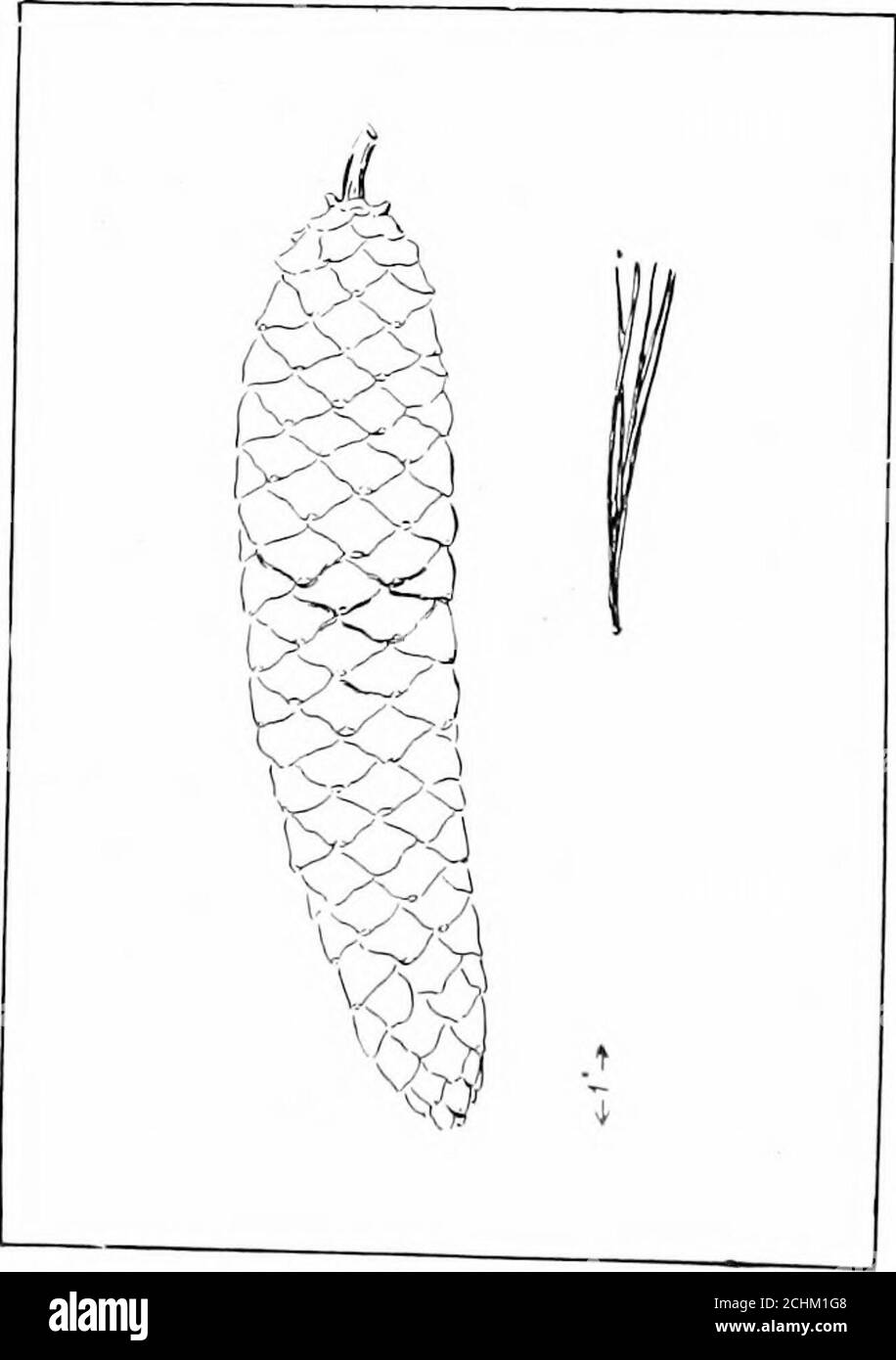 . Bois et forêt . 62 ESPÈCES DE BOIS. 3 &lt;■• ,  SuGAK Pine. Le sucre fait référence à l'exsudation par la chérie. Pinus lambertiana Douglas. Pinus, le nom classique de Latiri; lamberilana, du botaniste^ A. B.I. .ariibert, dont le travail principal était sur les pins. Habitat : (voir carte) ; pousse en haute altitude(5,000), le meilleur dans le nord de la Californie. Caractéristiques de l'arbre: Hauteur, 10O-,300;fl i m e t er , l.j-20;branches, dans des cornes isolées ^yhorles; écorce, mauve ou brun, tliick,fresmaking irrégulier profond, longues, fissures;feuilles, époussées, rigides, incrustés de cinq; cônes,10-] 8 de long. Apparence du bois: Coloi, Banque D'Images
