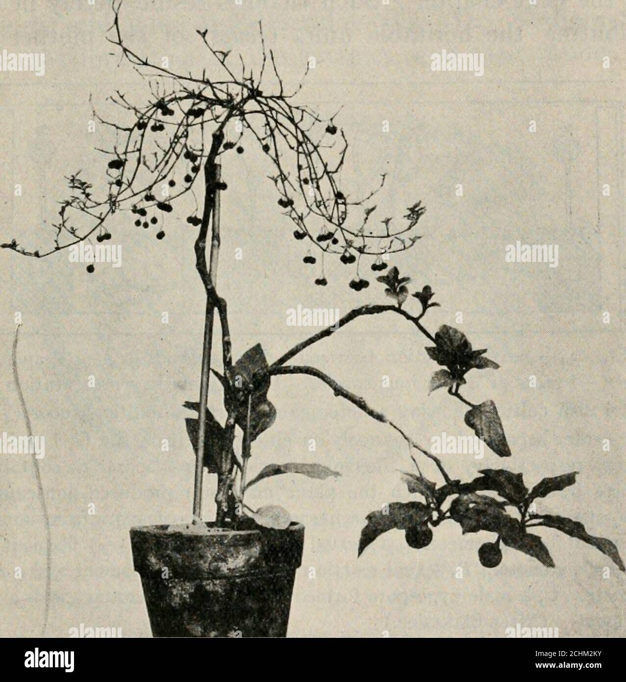 . Hérédité et évolution chez les plantes . altérées par l'acte de séparation, les divisions de réduction des noyaux cellulaires arenot impliqués, et l'héritage, sauf dans les varia-bourgeons, n'est pas affecté par le changement. Ceci est évident dans les thosécases où la pièce isolée est greffée sur une autre plante; les caractéristiques spécifiques ou variétales de la scionsont rarement, si jamais, affectées par le stock. Ainsi, dans l'expérience illustrée à la Fig. 36, une tige de tomate a été greffée sur une plante de tabac, et sur la tomate, trois autres espèces ont été greffées : Solanum nigrum, Solanumintegrifolium et Physalis Alkekengi. Chaque espèce Banque D'Images