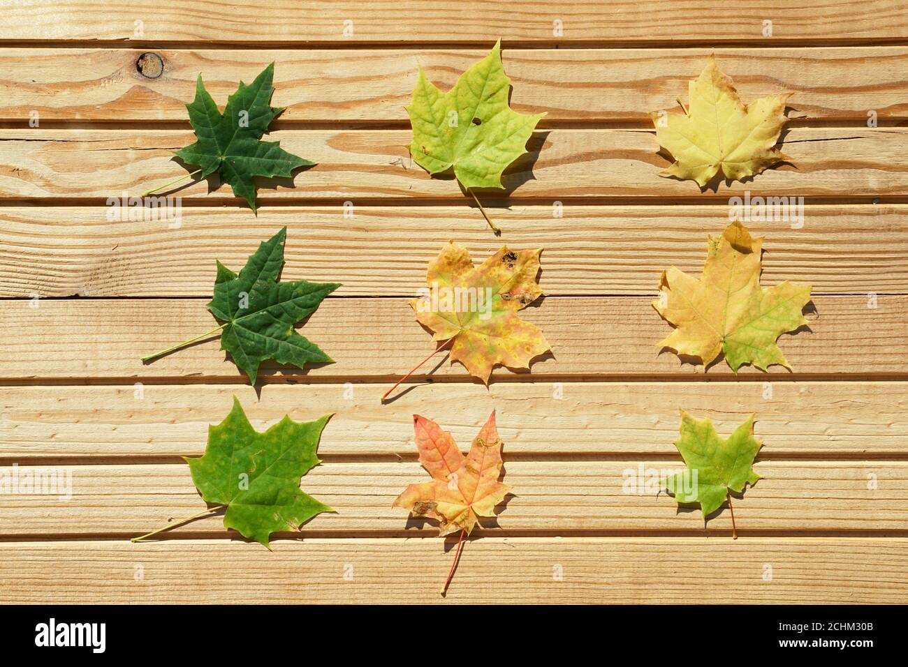 vue de dessus couleur feuilles d'automne sur fond en bois avec espace de copie dans le style minimal, modèle pour lettrage, texte ou votre conception Banque D'Images