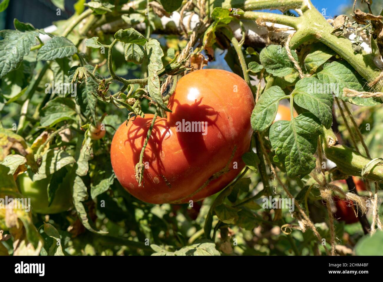 Grande tomate rose sur une brousse dans un jardin. Récolte de tomates d'automne Banque D'Images